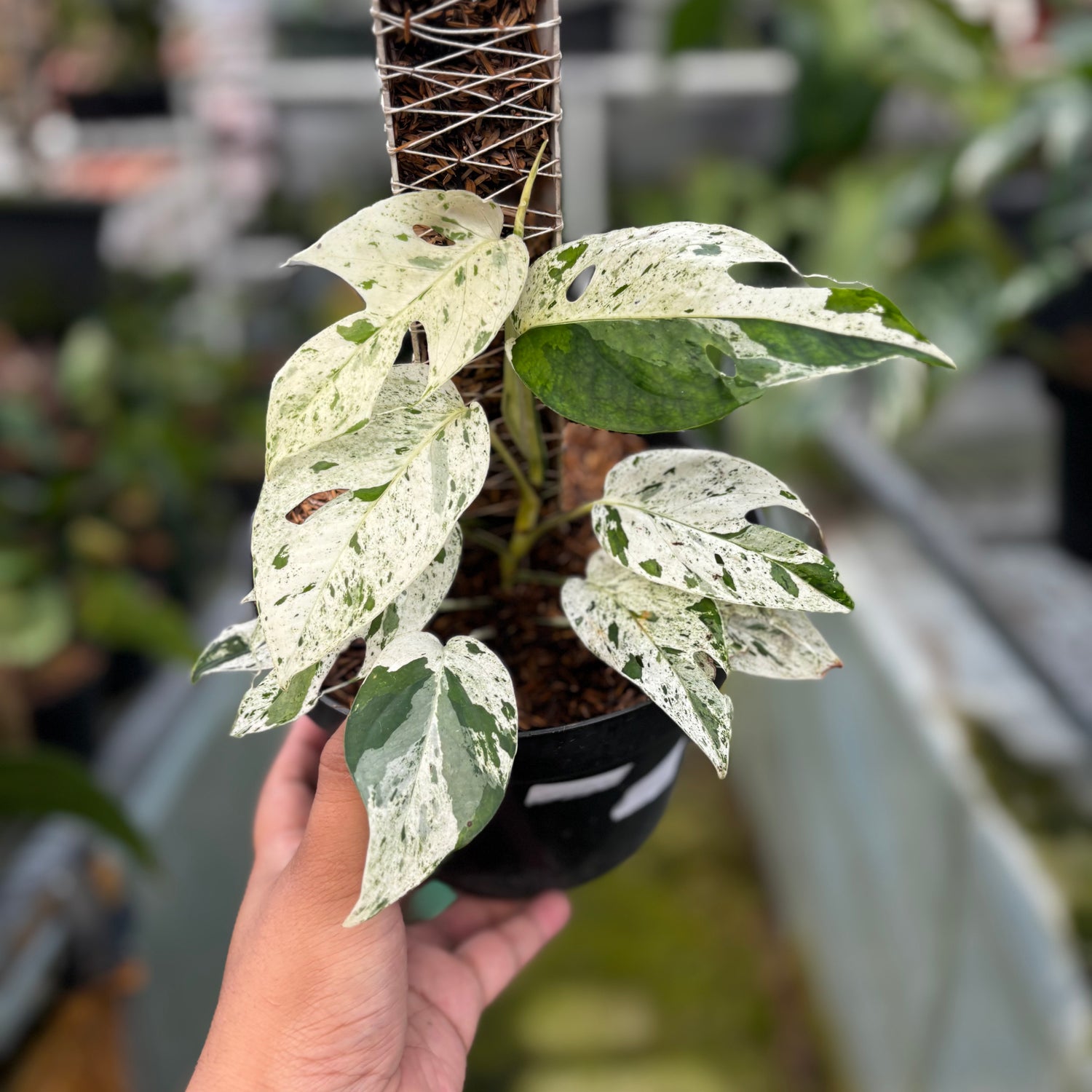RP007-7	Epipremnum Marble