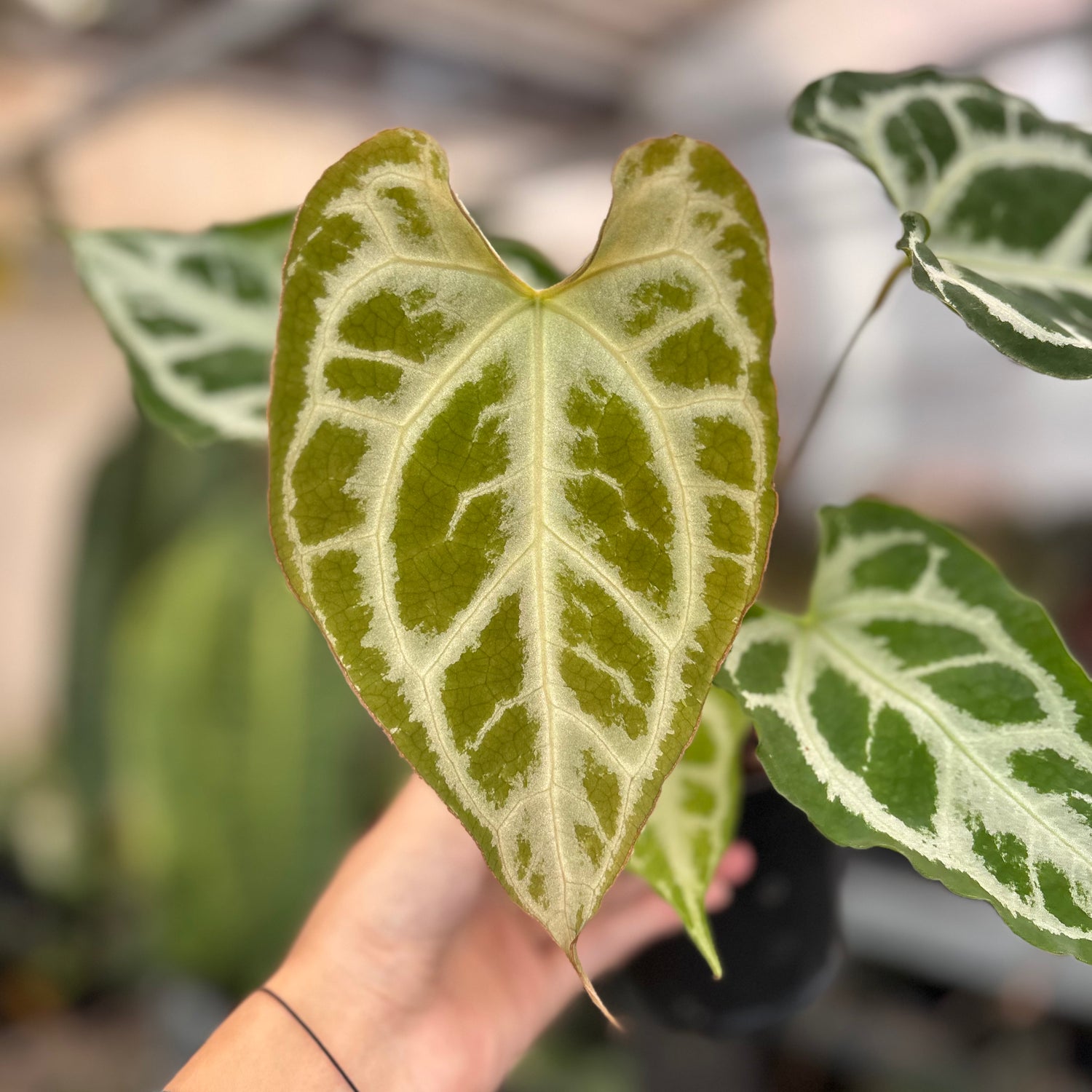 Anthurium Muchlis x RC