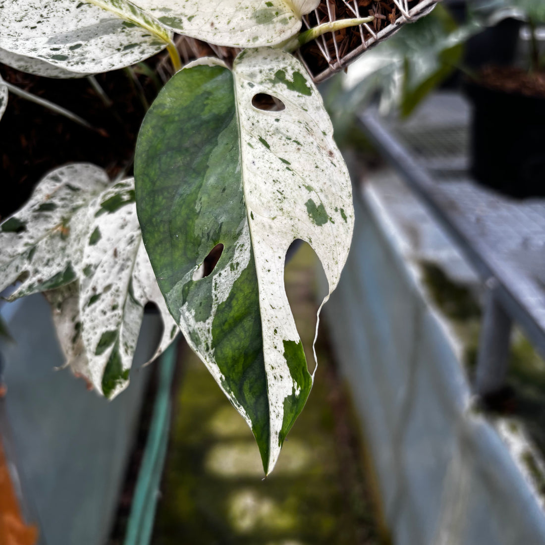RP007-7	Epipremnum Marble