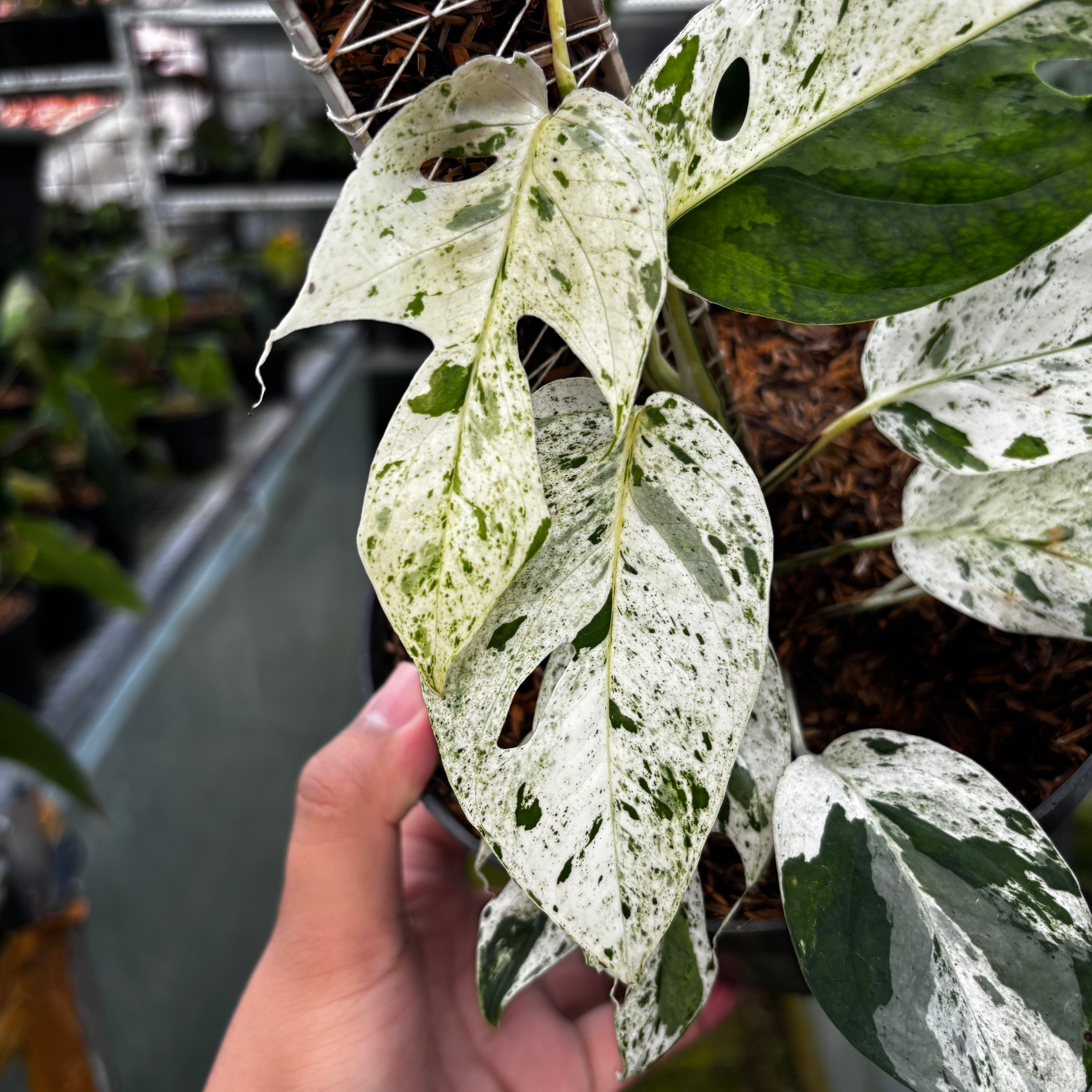 RP007-7	Epipremnum Marble