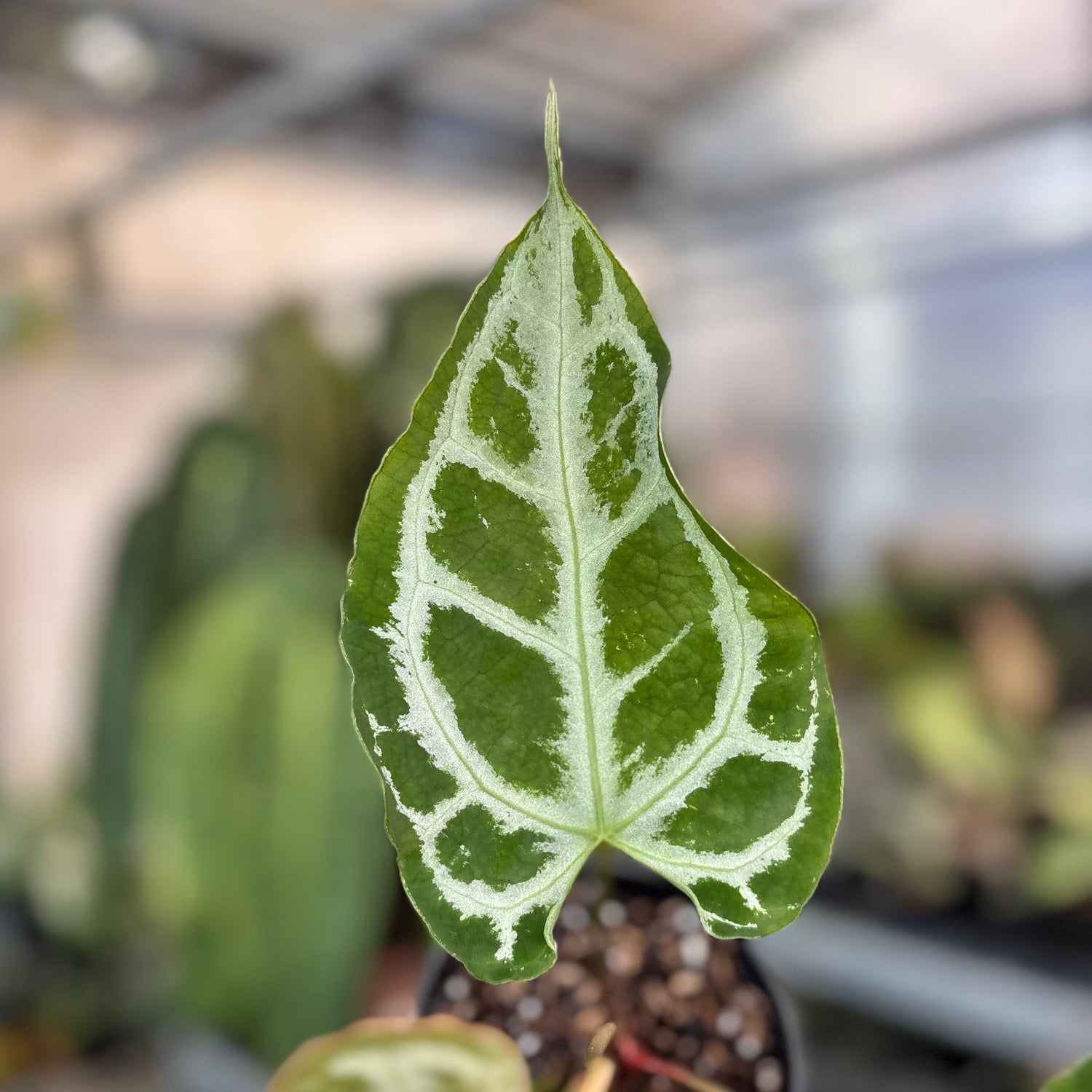 Anthurium Muchlis x RC