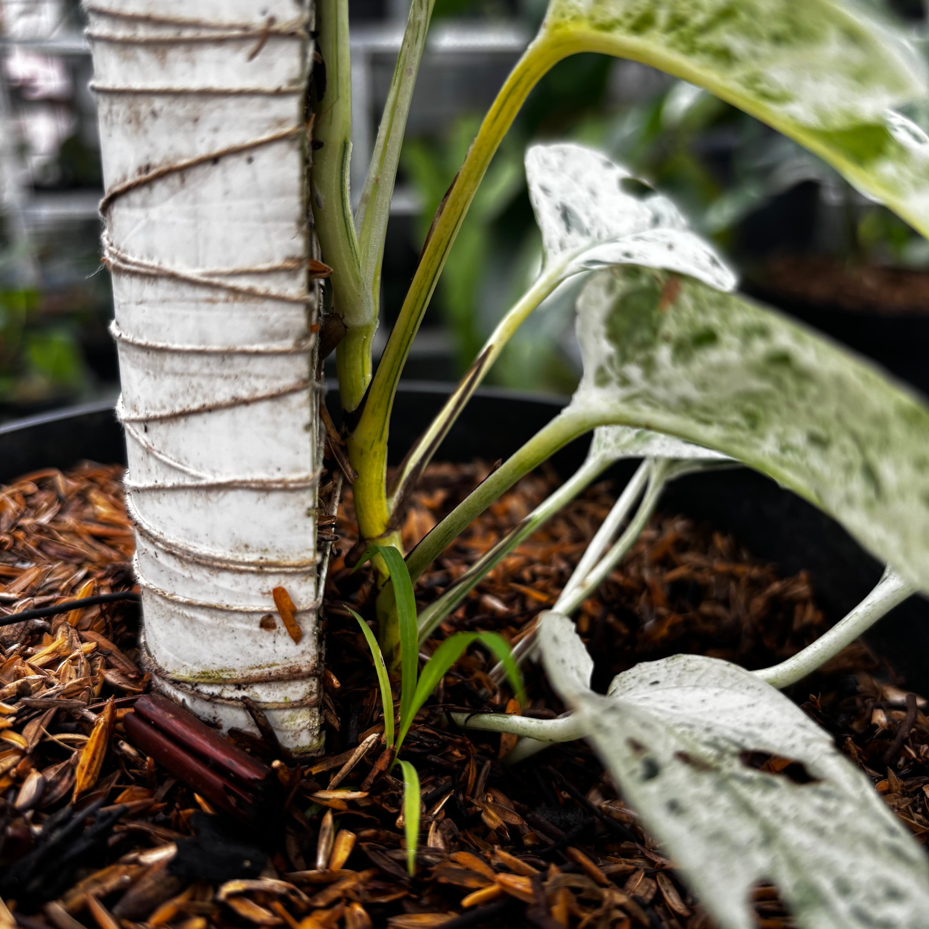 RP007-7	Epipremnum Marble