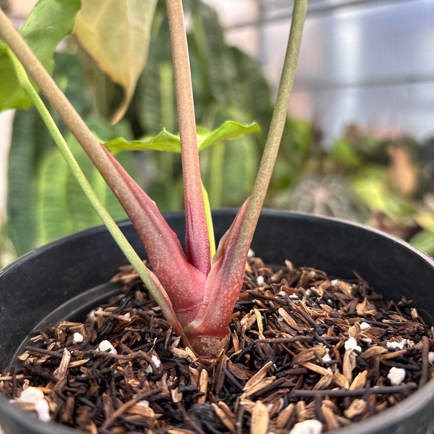 Anthurium Muchlis x RC