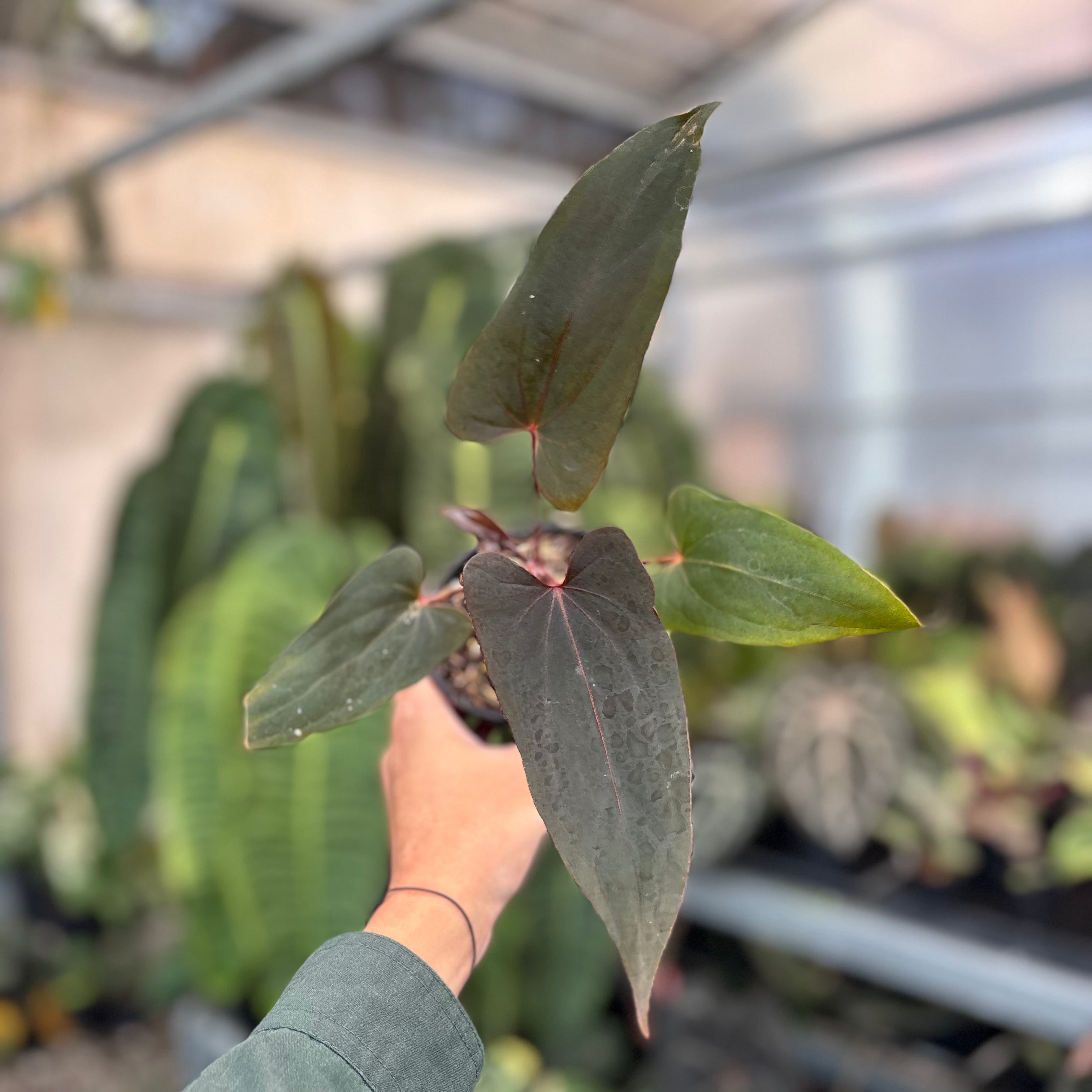Anthurium Blood Of Blue Selected