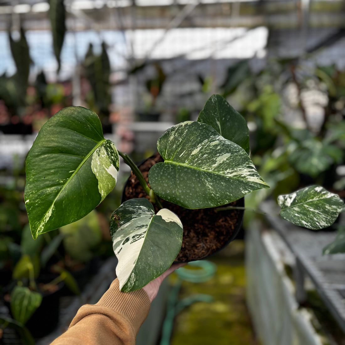 RP009-7	Monstera Albo Variegated