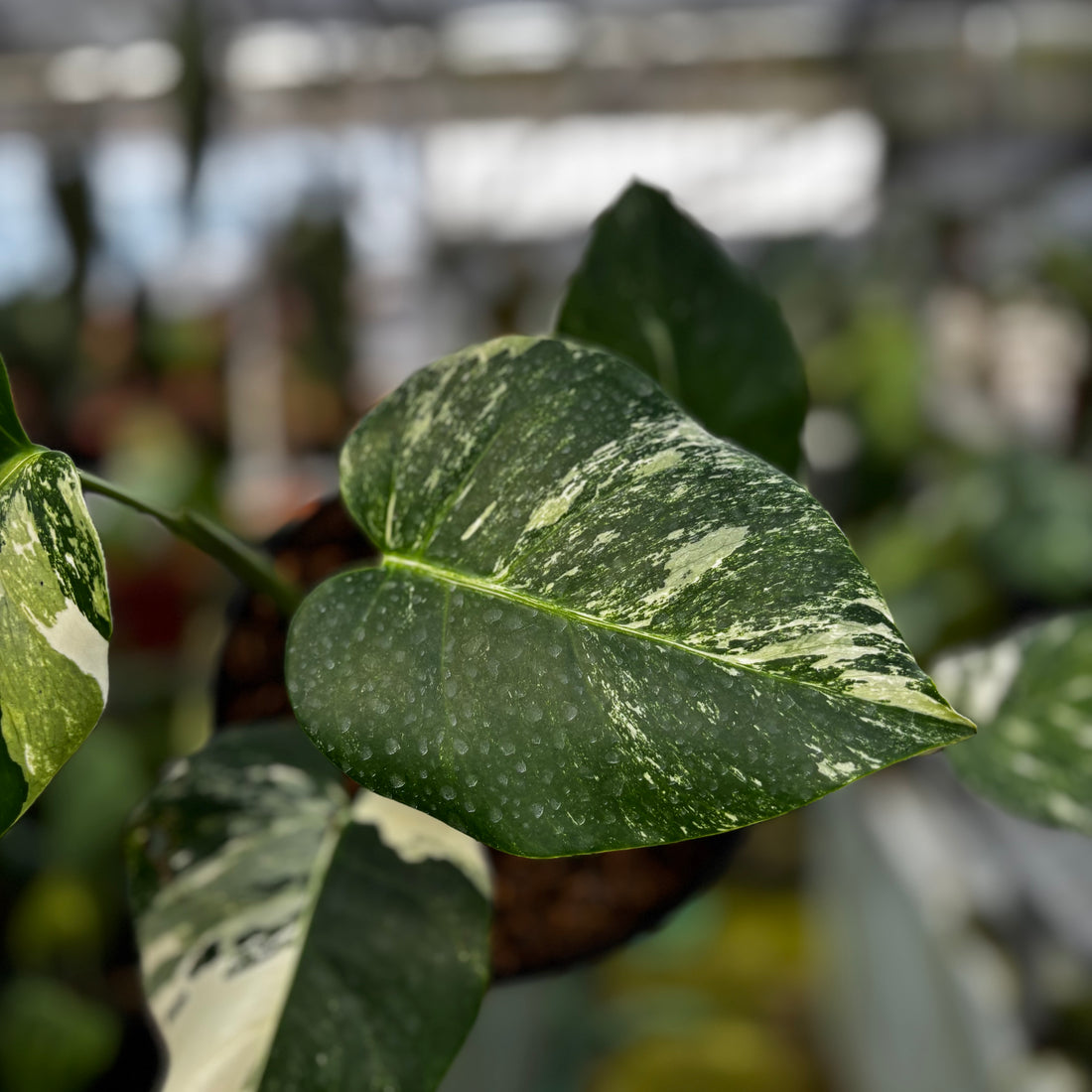 RP009-7	Monstera Albo Variegated