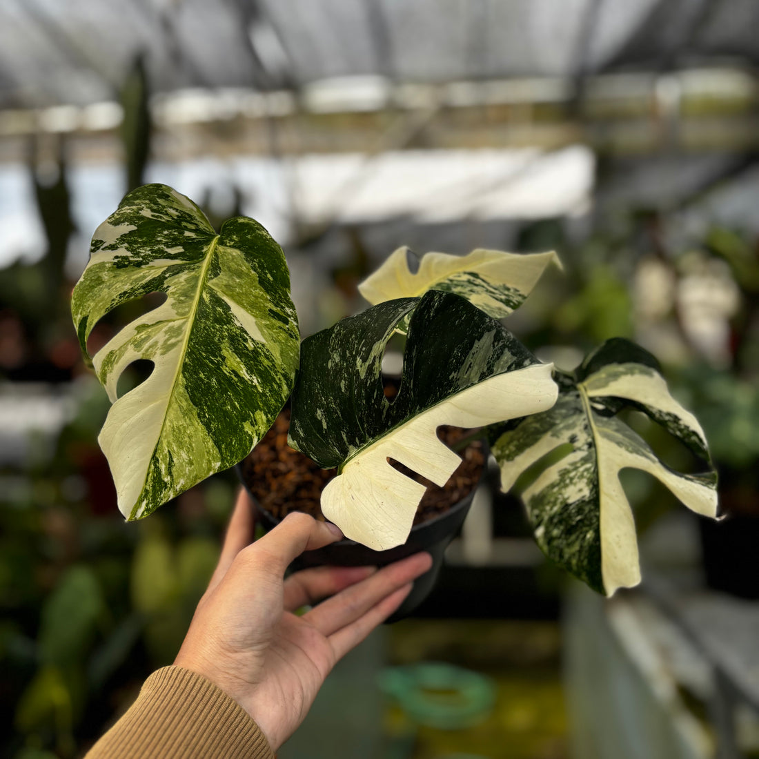 RP010-7	Monstera Albo Variegated