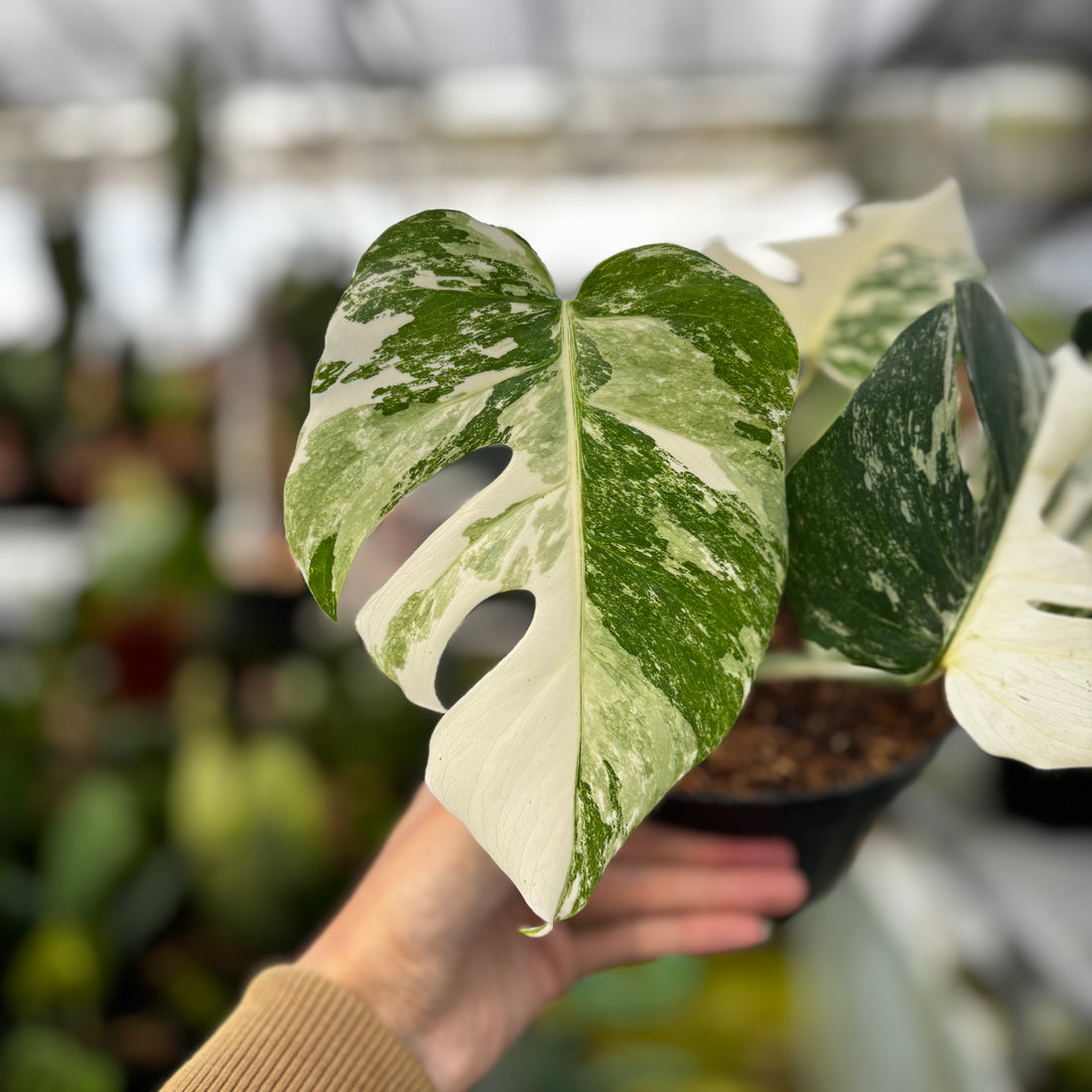 RP010-7	Monstera Albo Variegated
