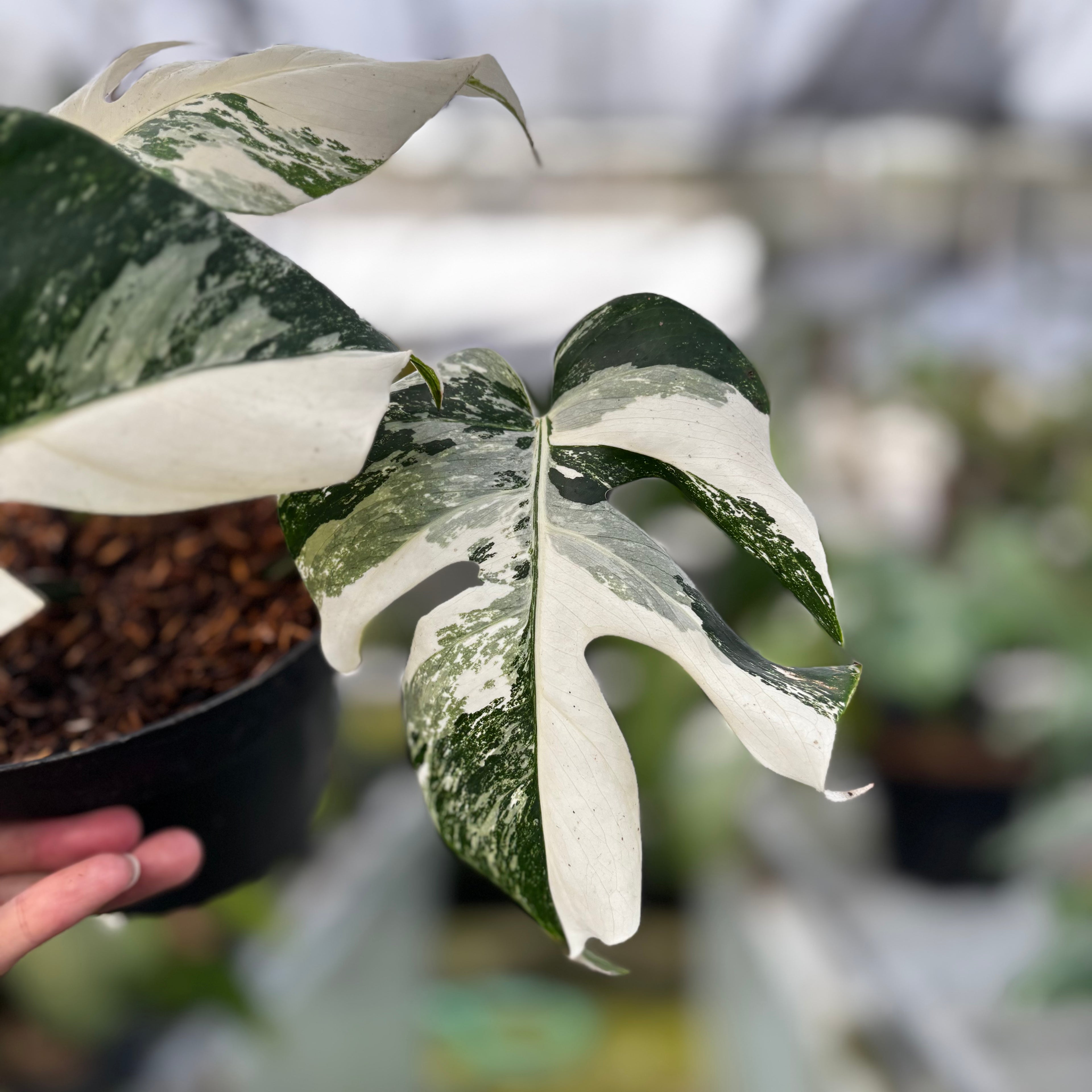 RP010-7	Monstera Albo Variegated