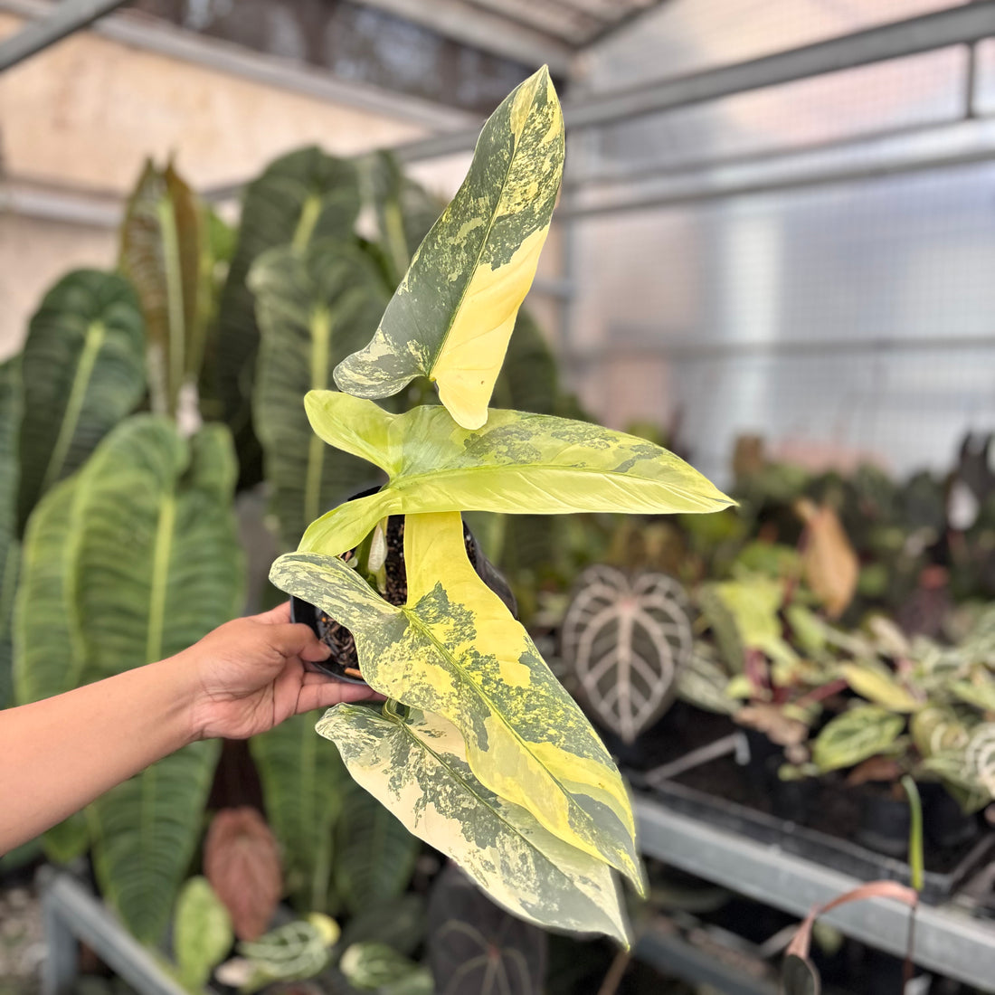 Philodendron Subhastatum Variegated