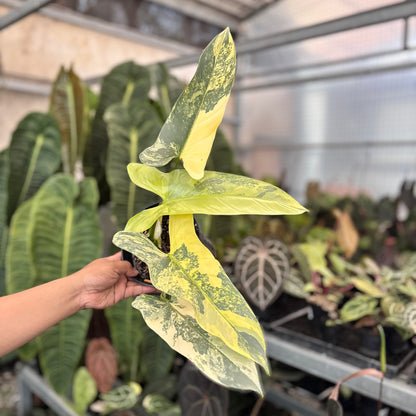 Philodendron Subhastatum Variegated