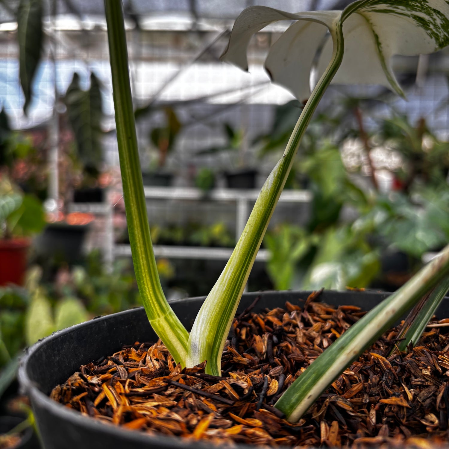 RP010-7	Monstera Albo Variegated