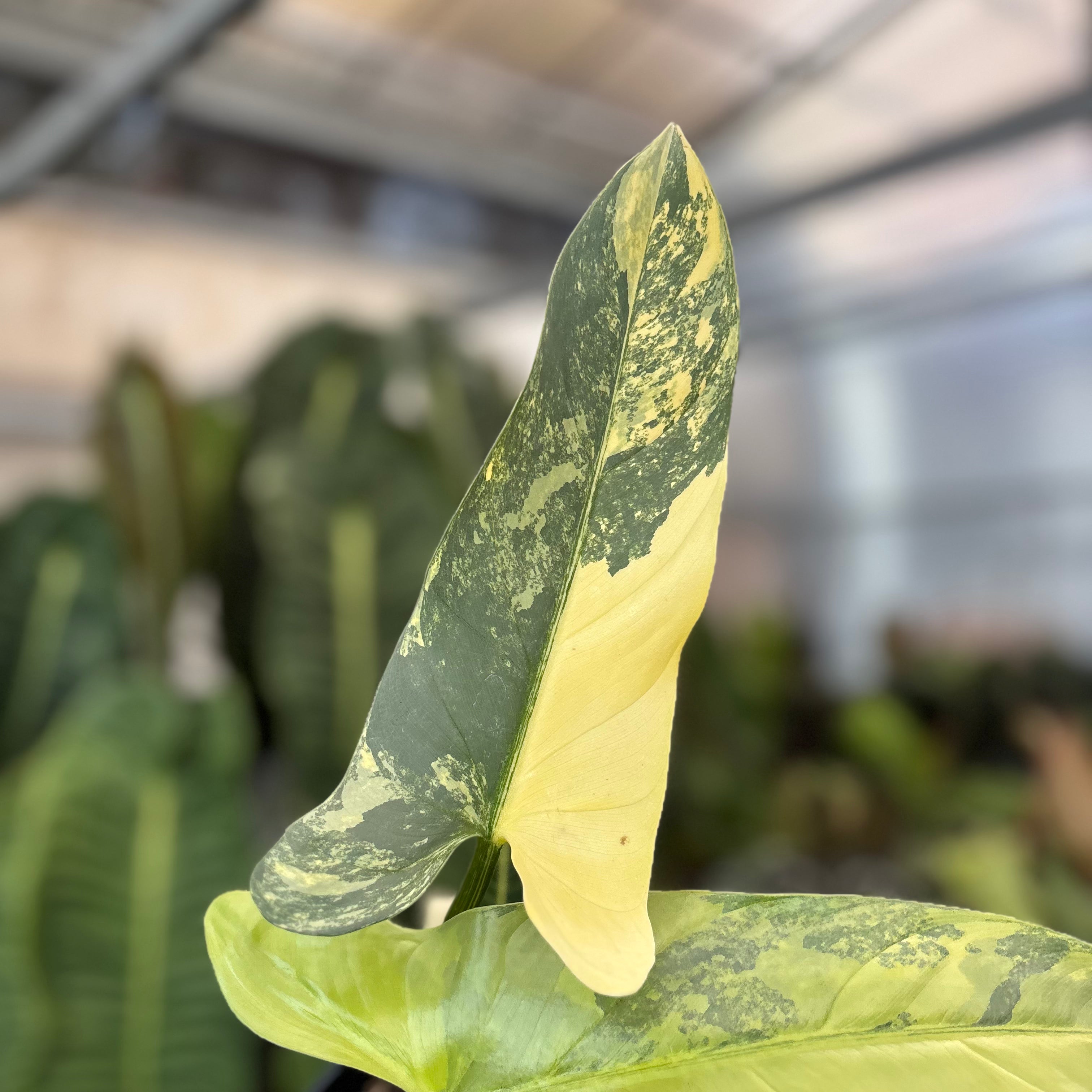 Philodendron Subhastatum Variegated