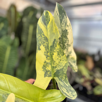 Philodendron Subhastatum Variegated