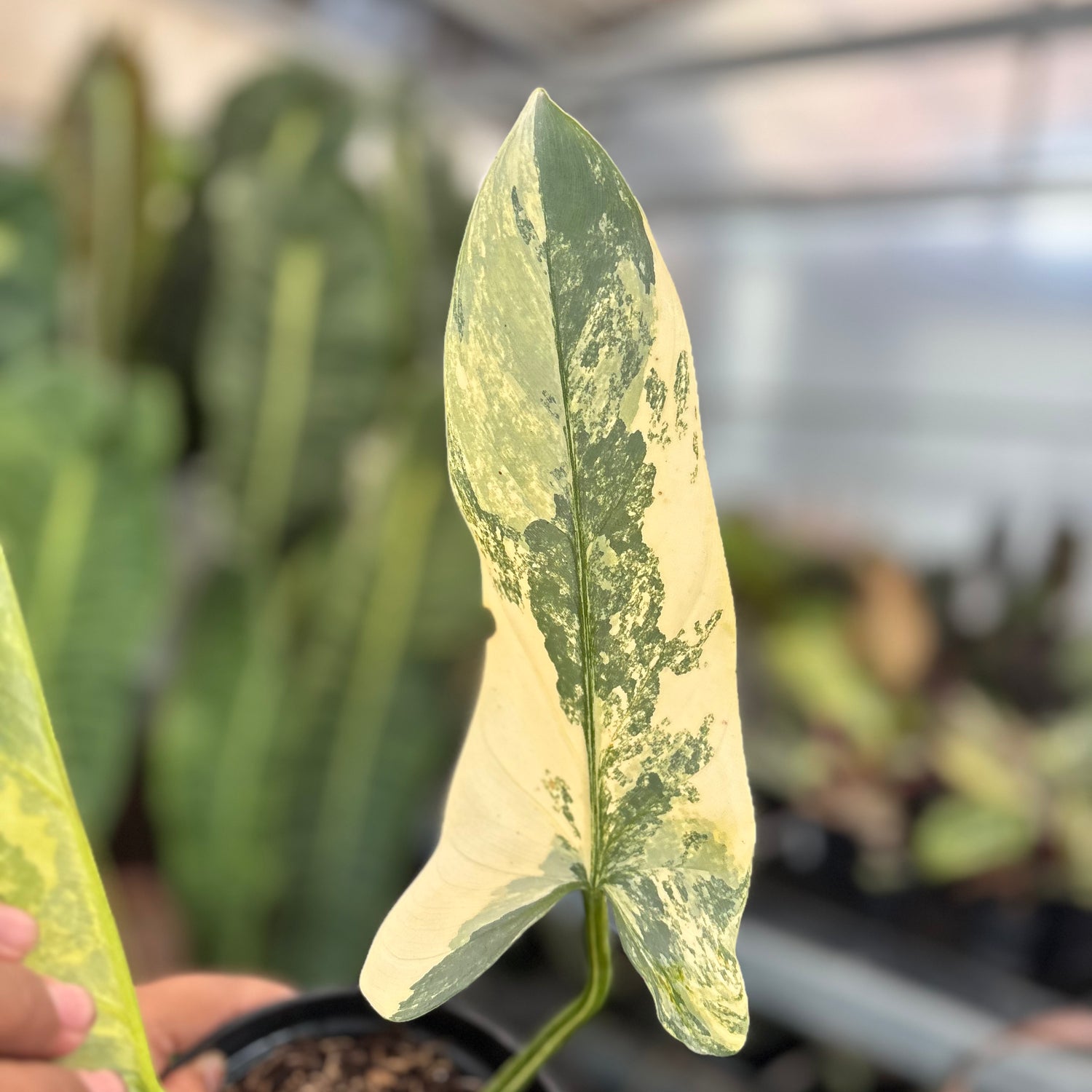 Philodendron Subhastatum Variegated