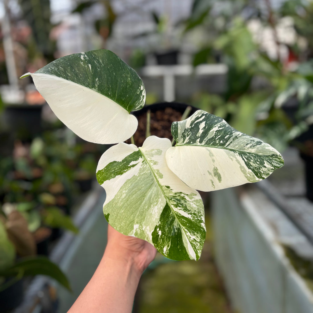 RP011-7 Monstera Albo Variegated