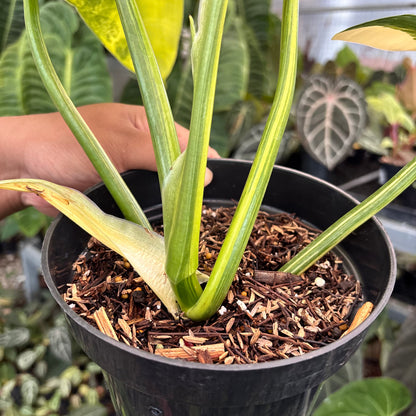 Philodendron Subhastatum Variegated