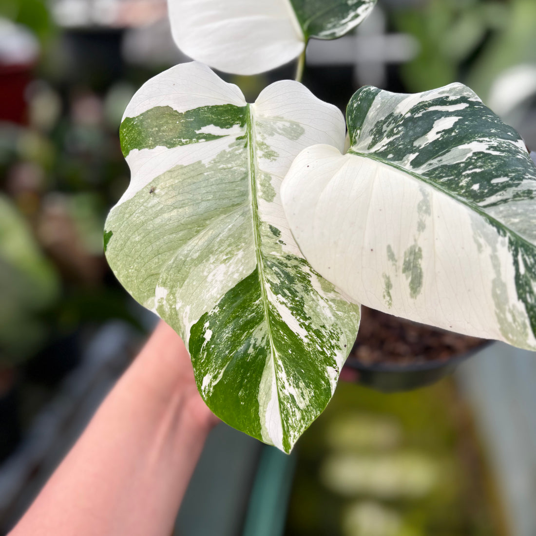 RP011-7 Monstera Albo Variegated