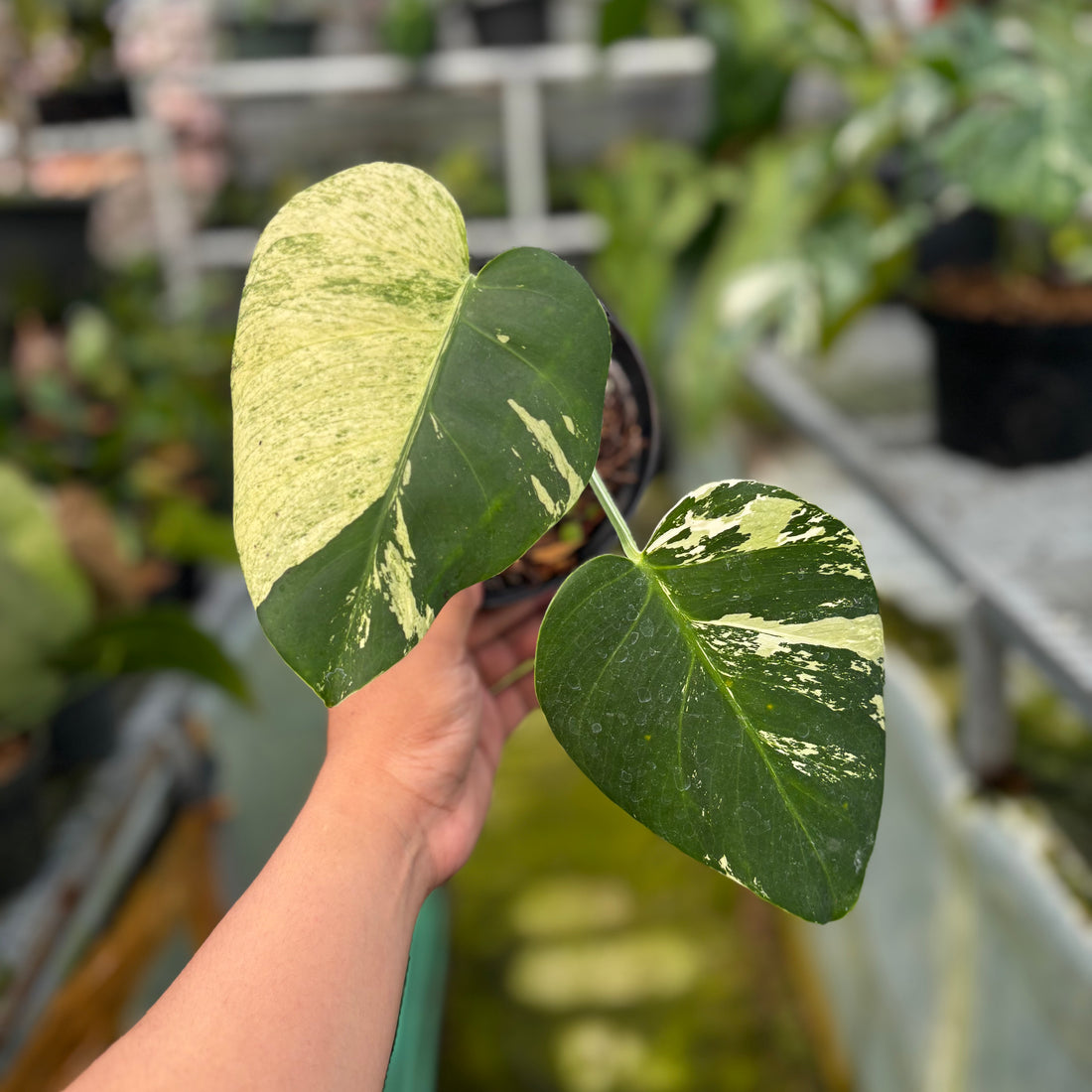 RP012-7 Monstera Mint