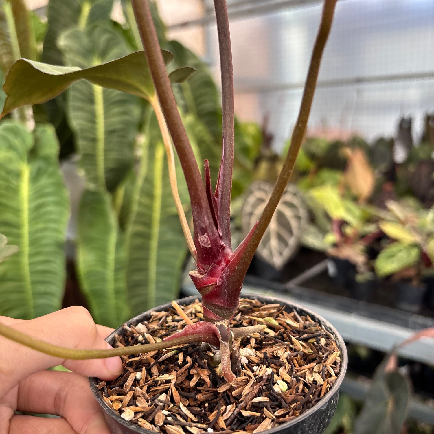 Anhturium (Angela x Black Widow) x Red Legacy