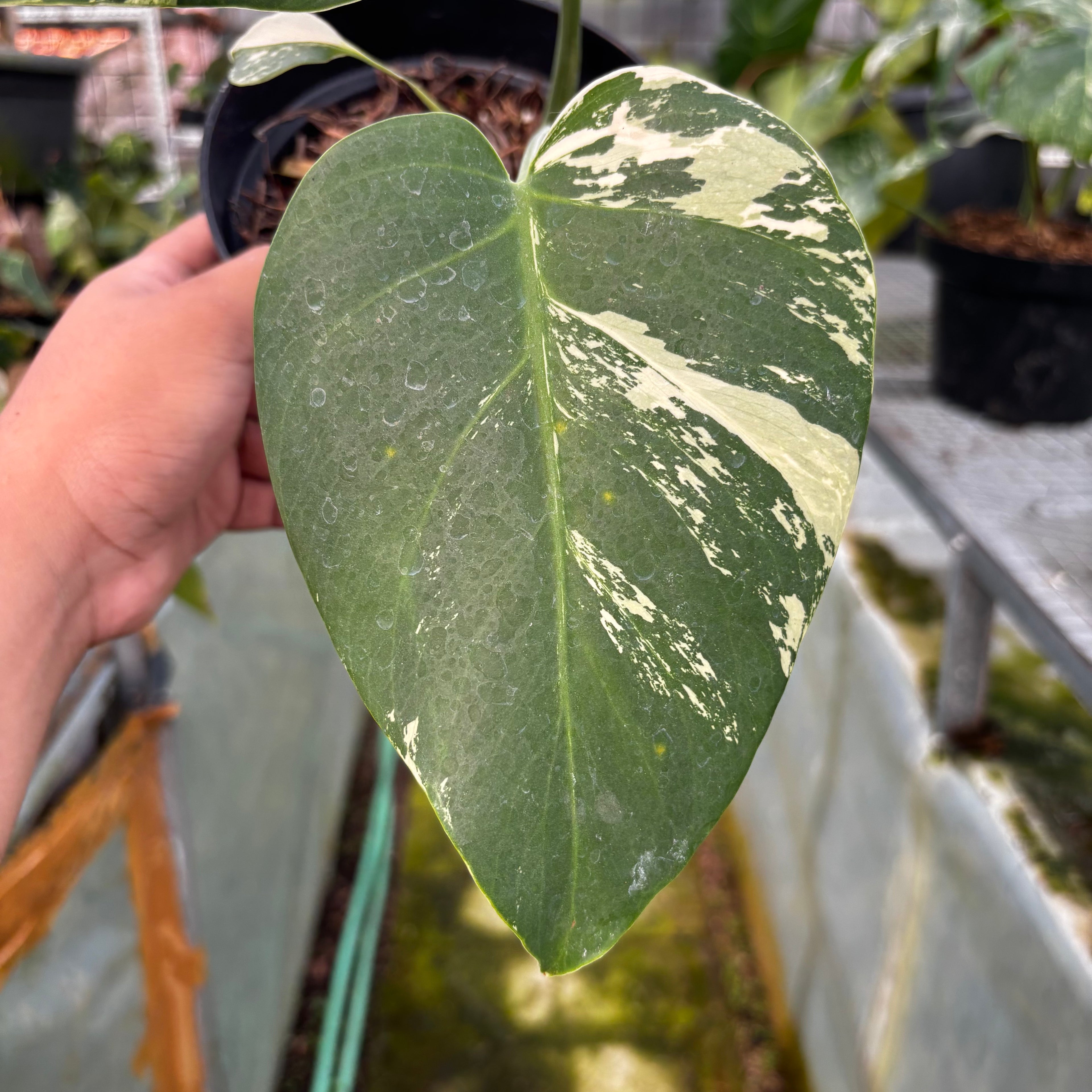 RP012-7 Monstera Mint