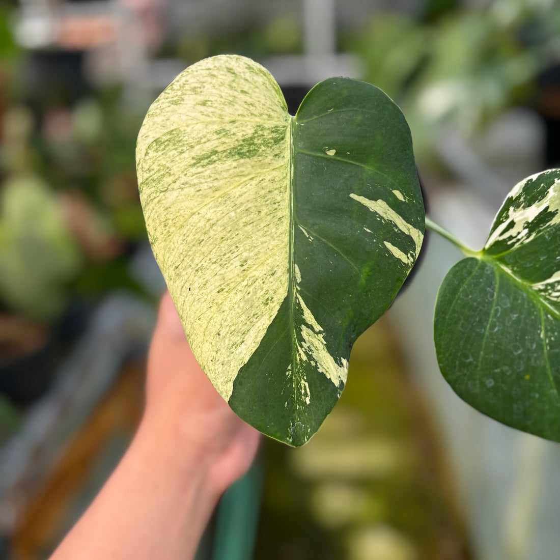 RP012-7 Monstera Mint