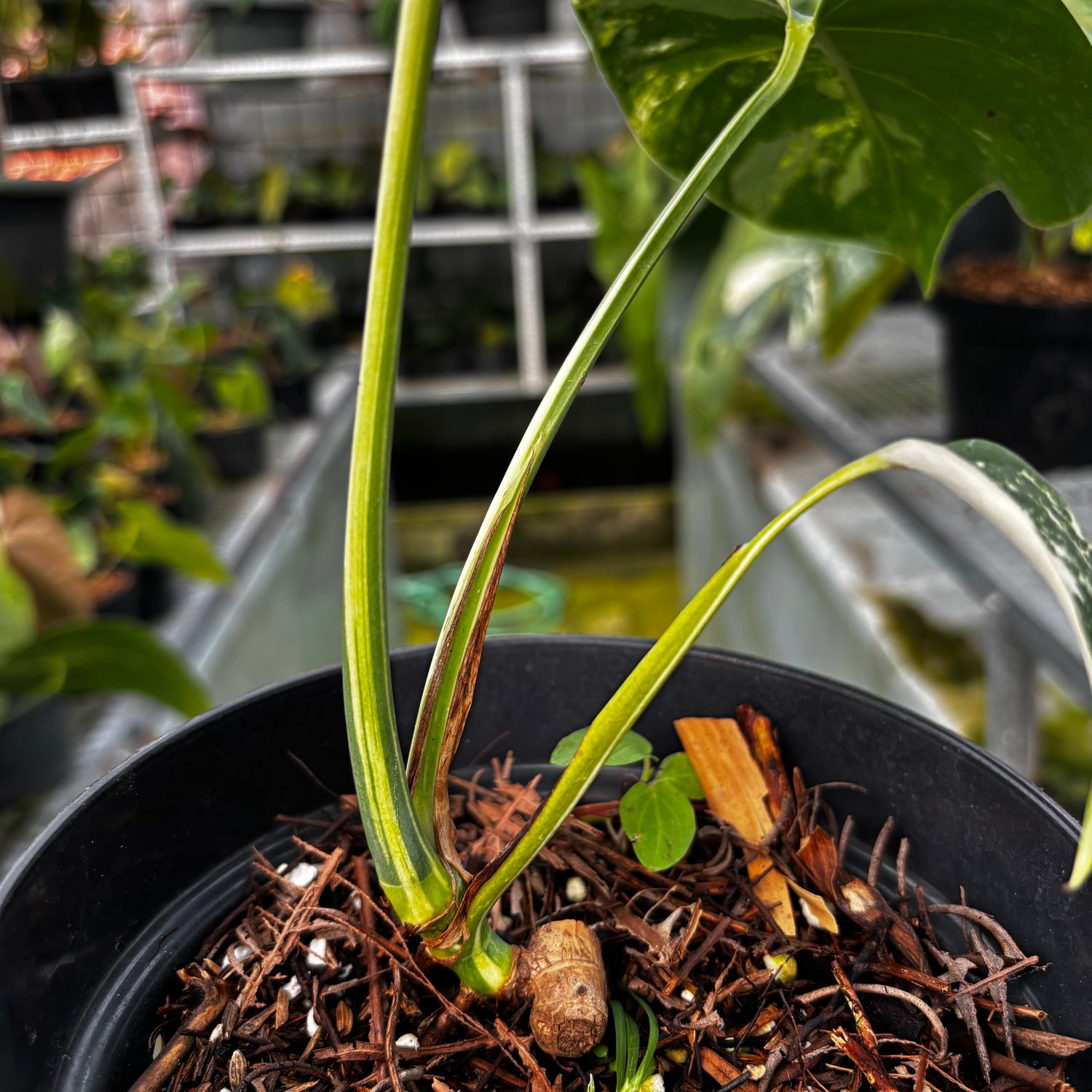 RP012-7 Monstera Mint