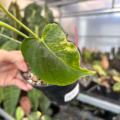 Anthurium Veitchii Variegated