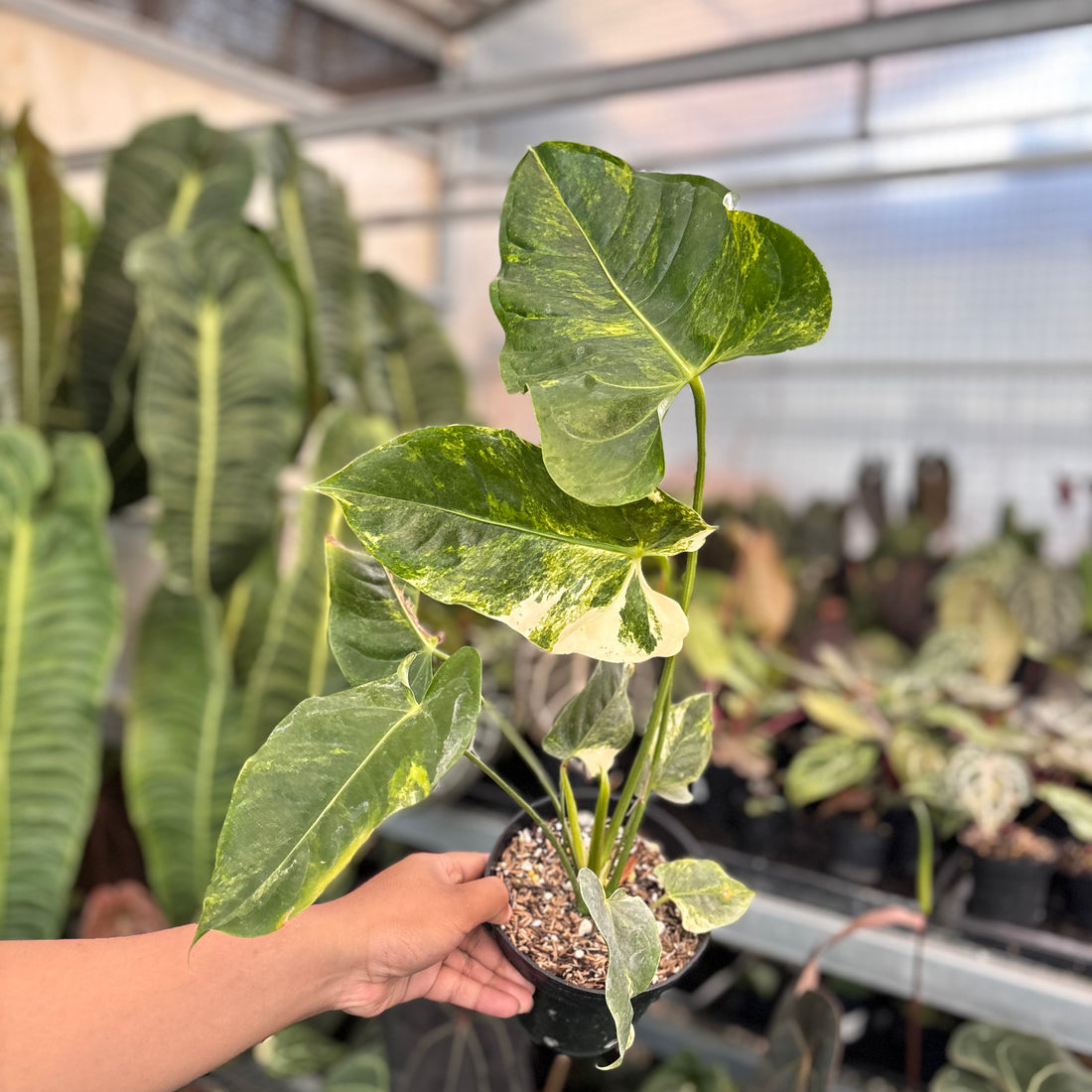 Anthurium Veitchii Variegated Big
