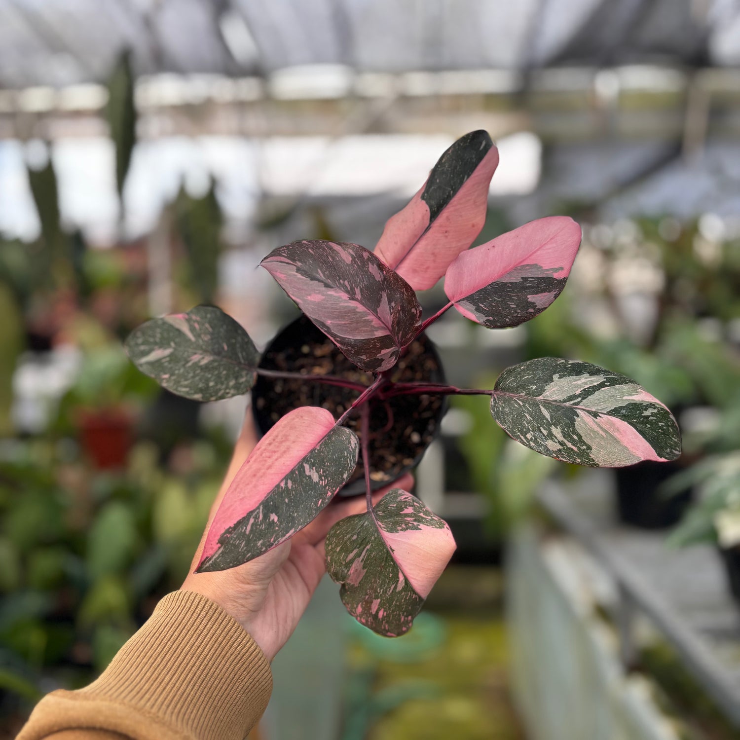 RP014-7	Philodendron Pink Princess Galaxy