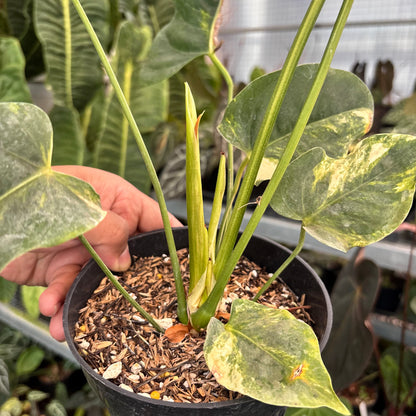 Anthurium Veitchii Variegated Big