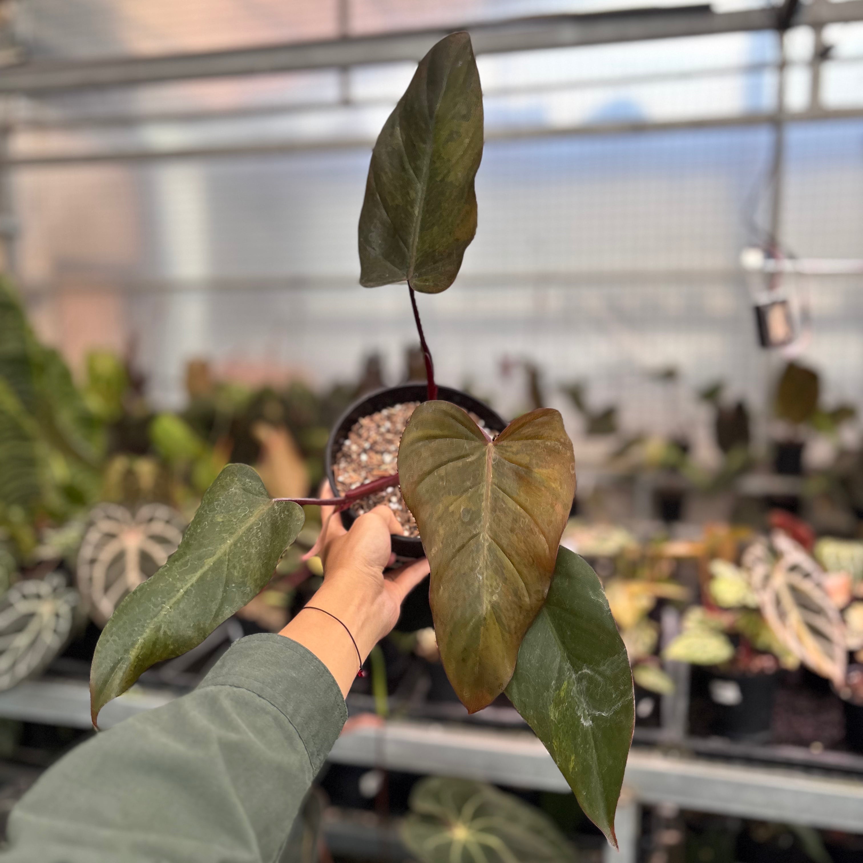 Philodendron Dark Lord Variegated