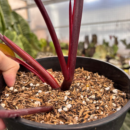 Philodendron Dark Lord Variegated