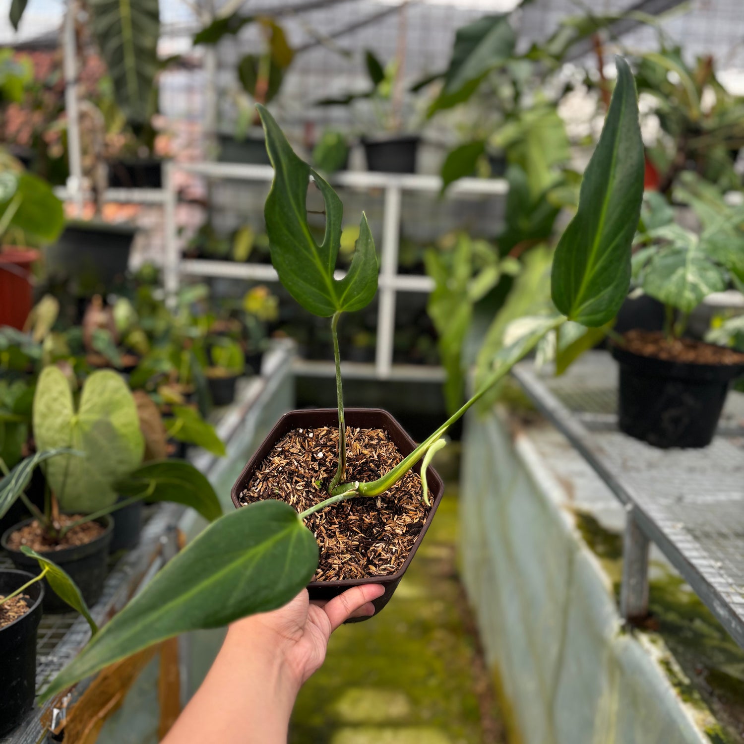 RP016-7	Monstera Burlemarx Flame