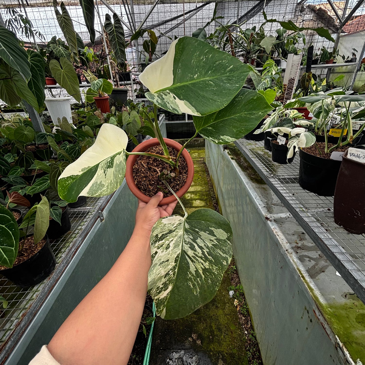 RP020-7	Monstera Albo Variegated