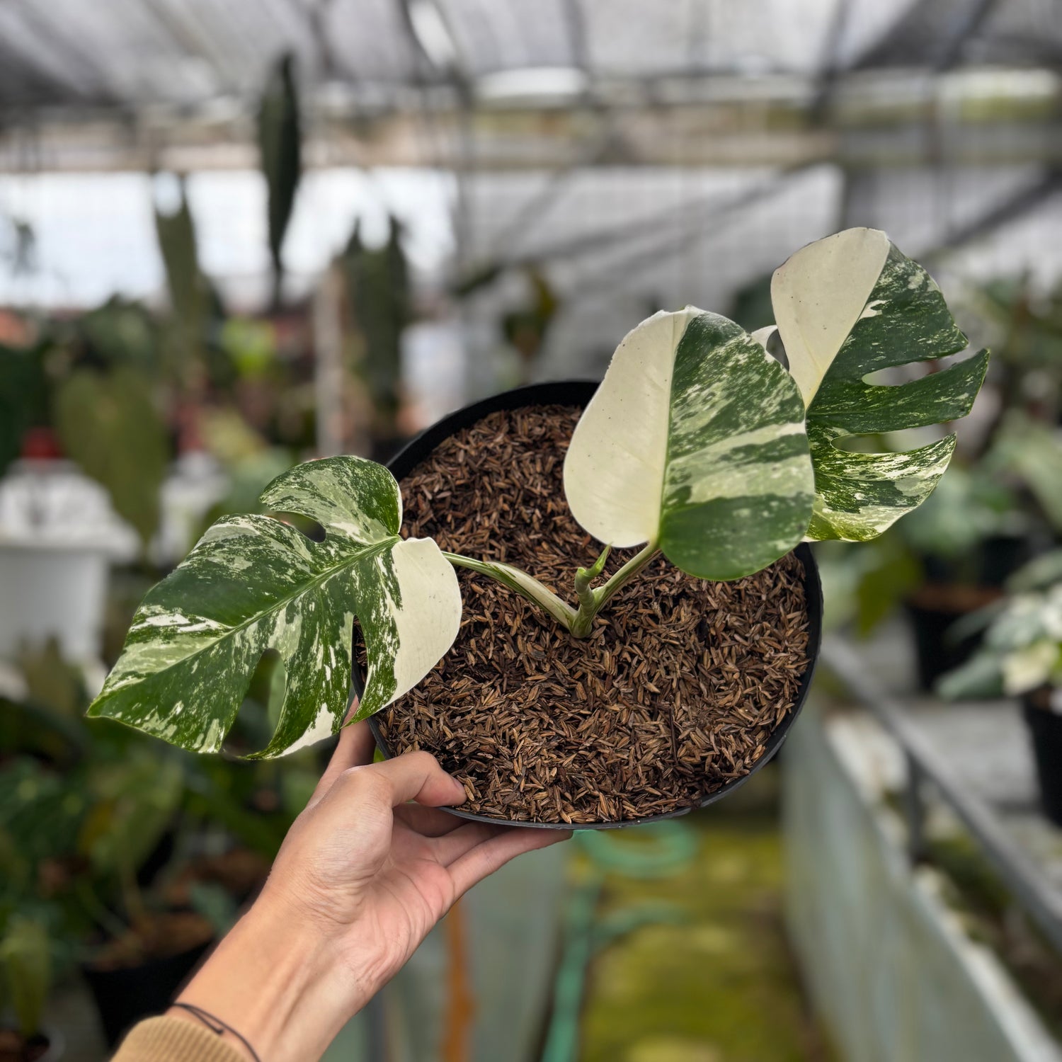 RP021-7	Monstera Albo Variegated