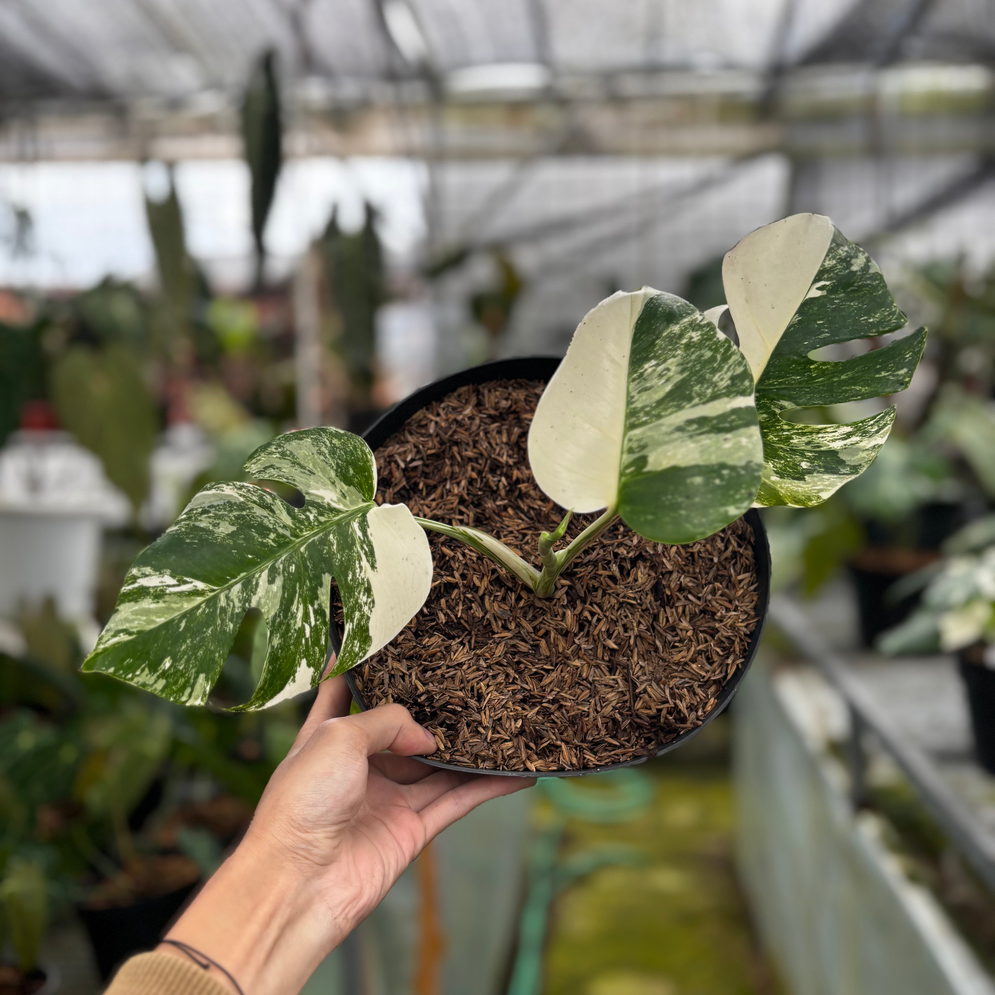 RP021-7	Monstera Albo Variegated
