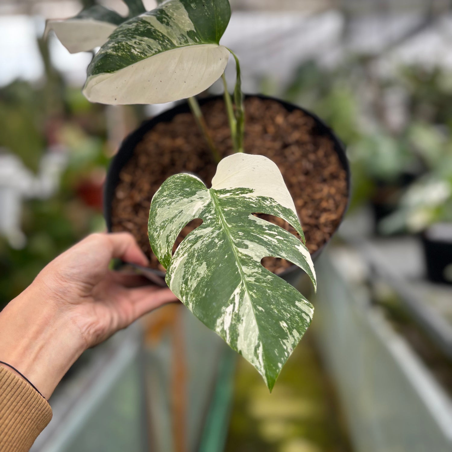 RP021-7	Monstera Albo Variegated