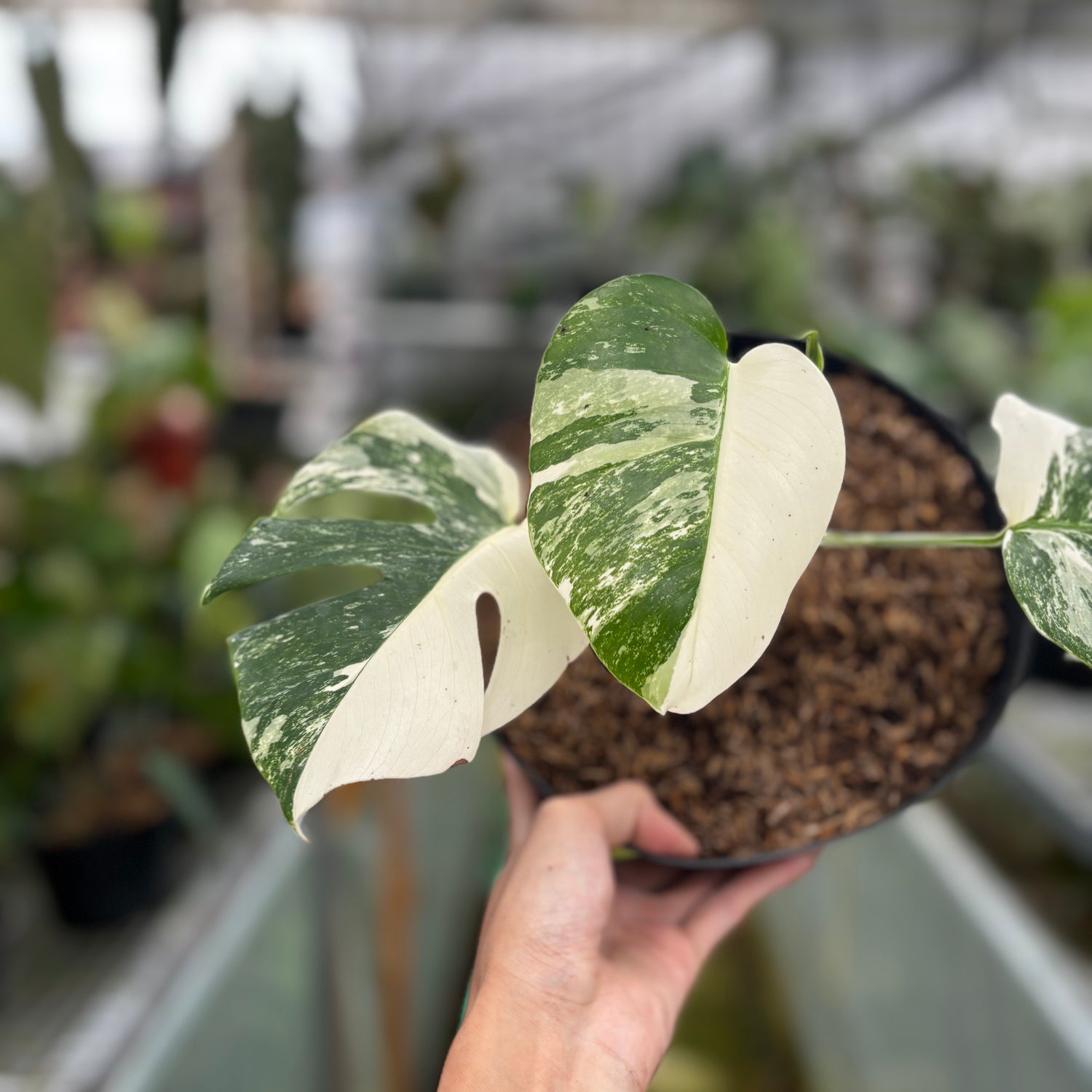 RP021-7	Monstera Albo Variegated