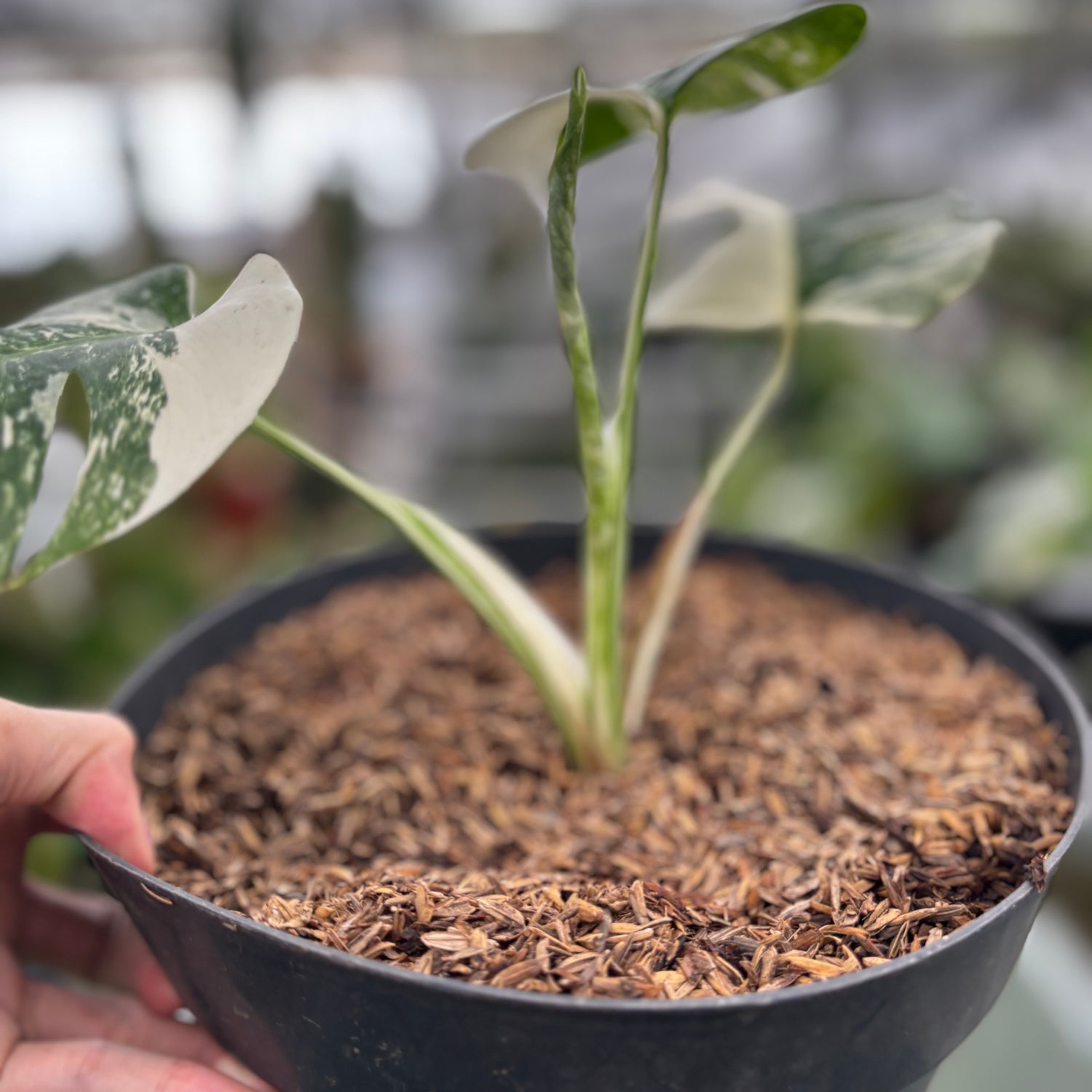 RP021-7	Monstera Albo Variegated
