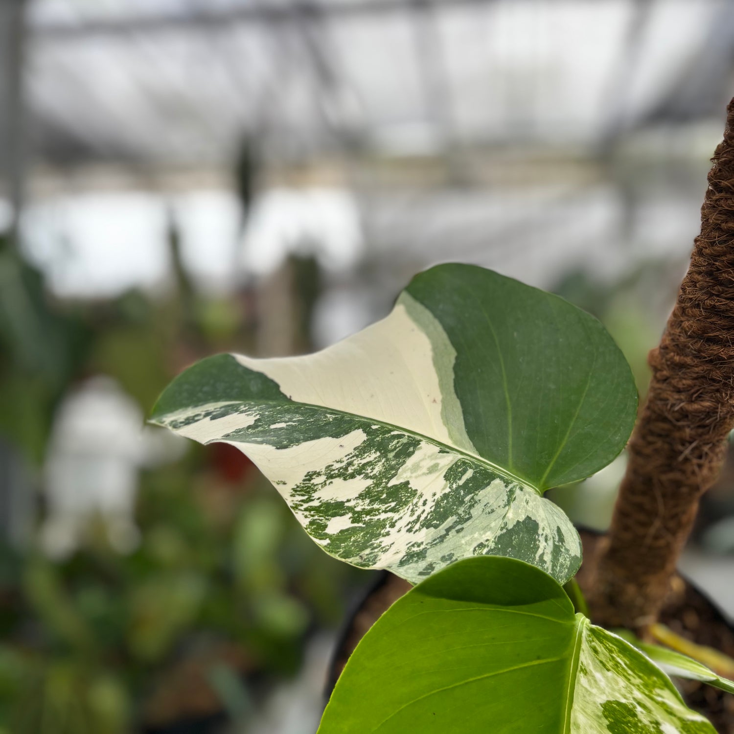 RP022-7	Monstera Albo Variegated