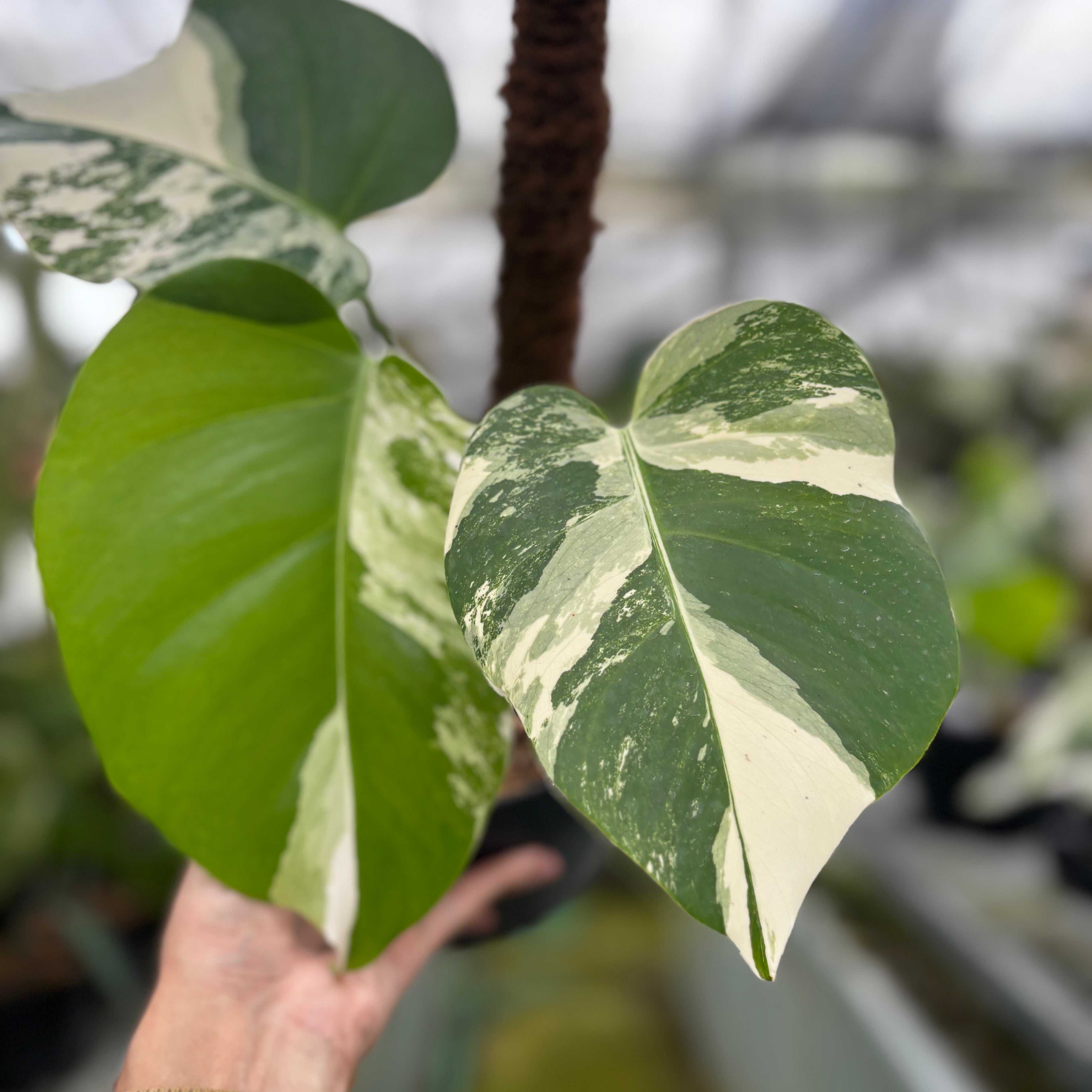 RP022-7	Monstera Albo Variegated