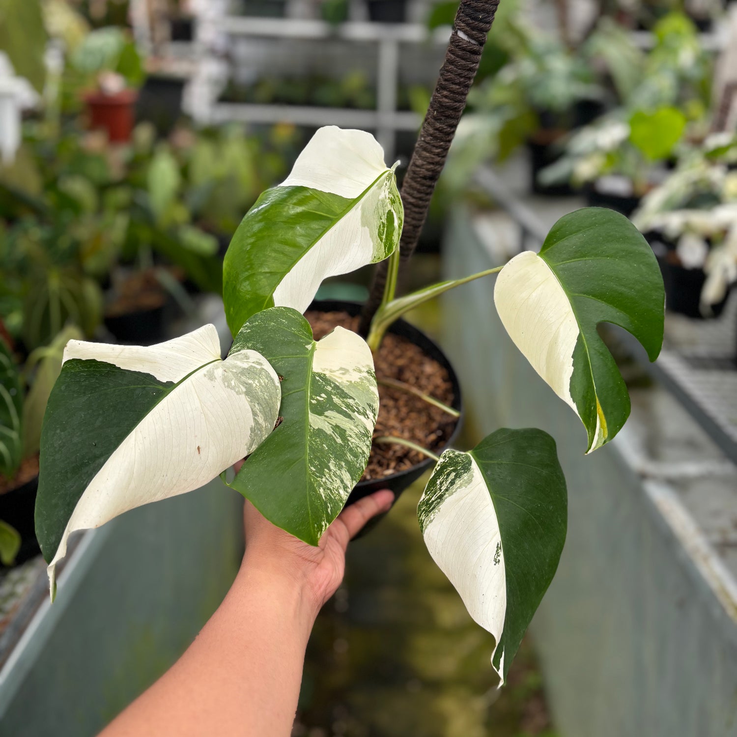 RP023-7	Monstera Albo Variegated