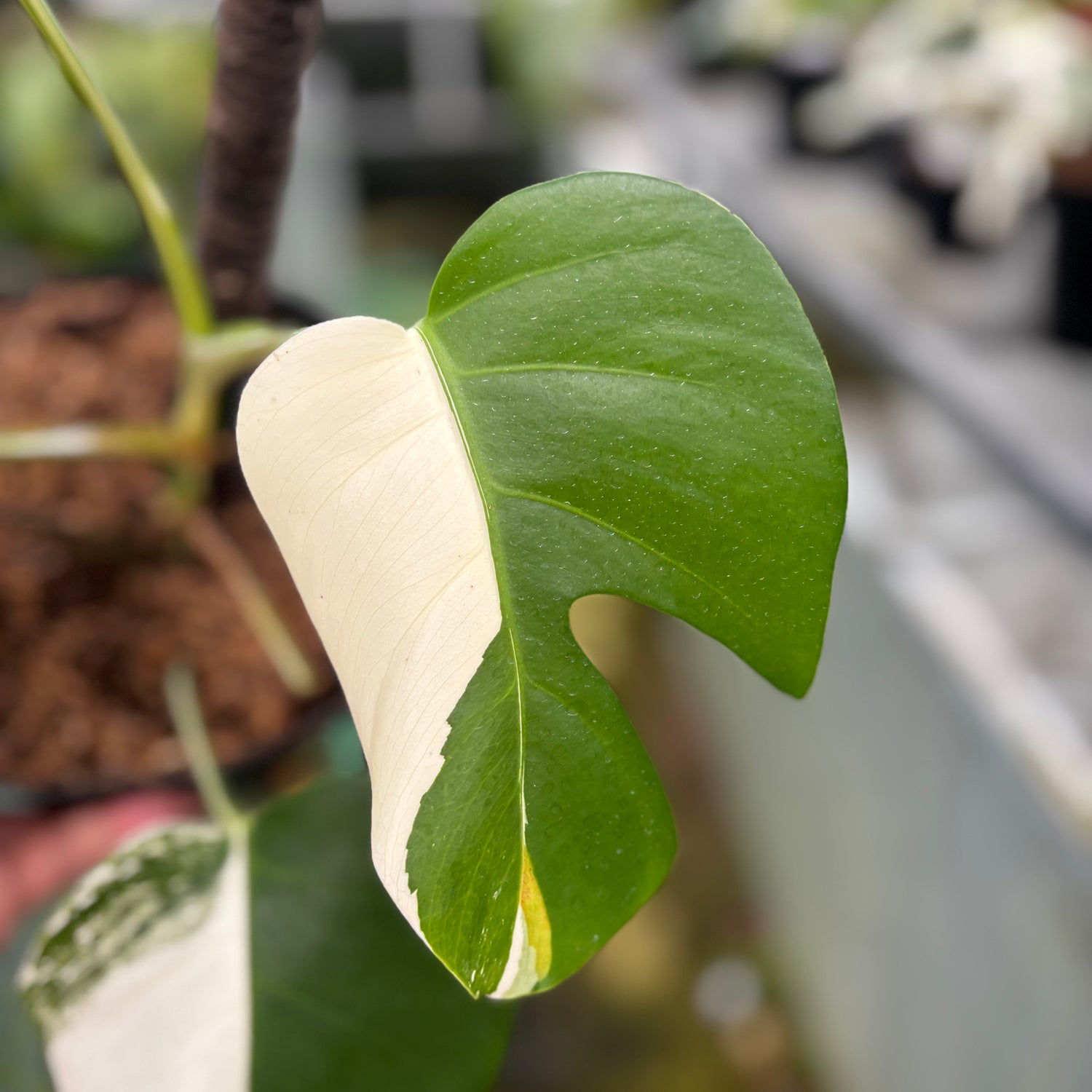 RP023-7	Monstera Albo Variegated