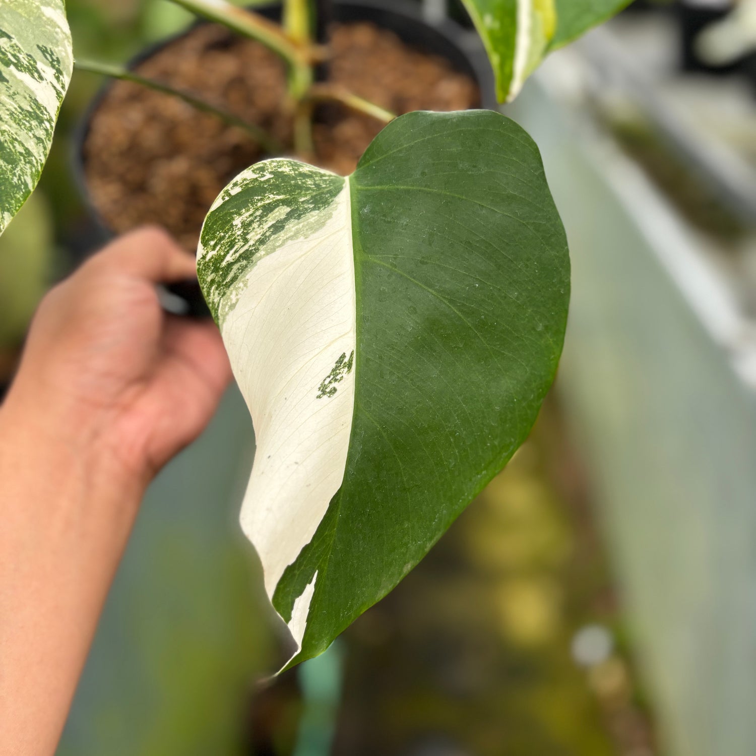 RP023-7	Monstera Albo Variegated