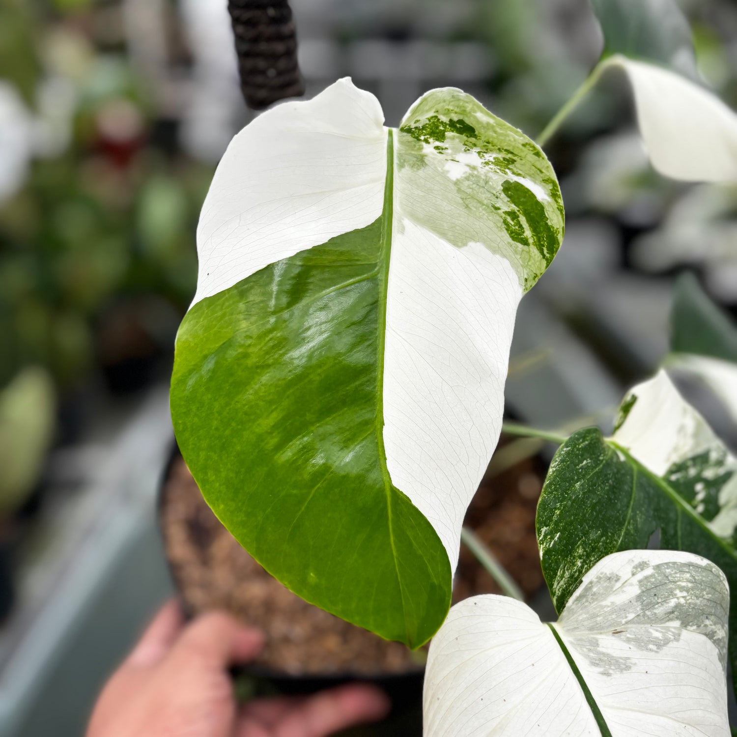 RP023-7	Monstera Albo Variegated