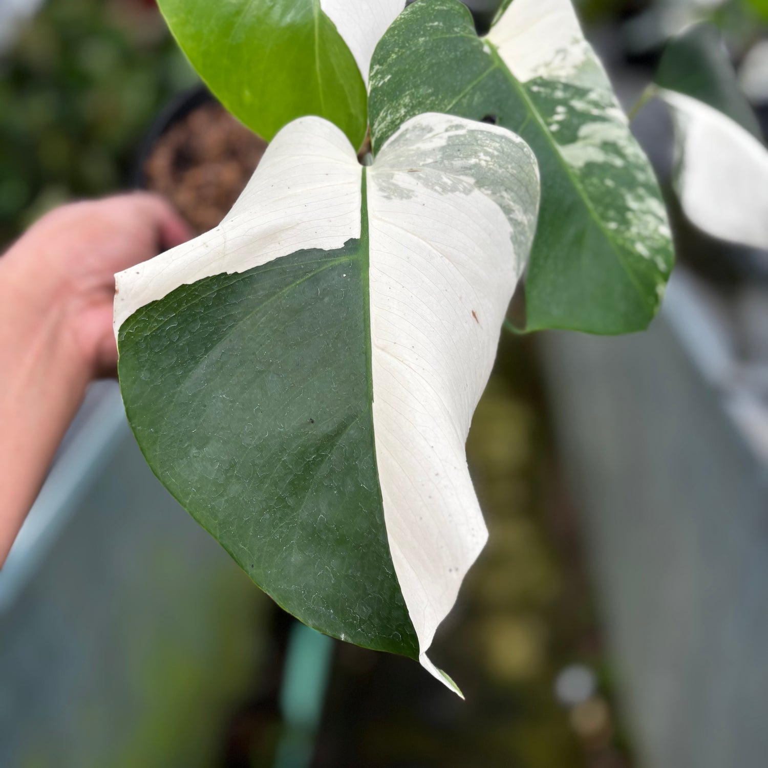 RP023-7	Monstera Albo Variegated