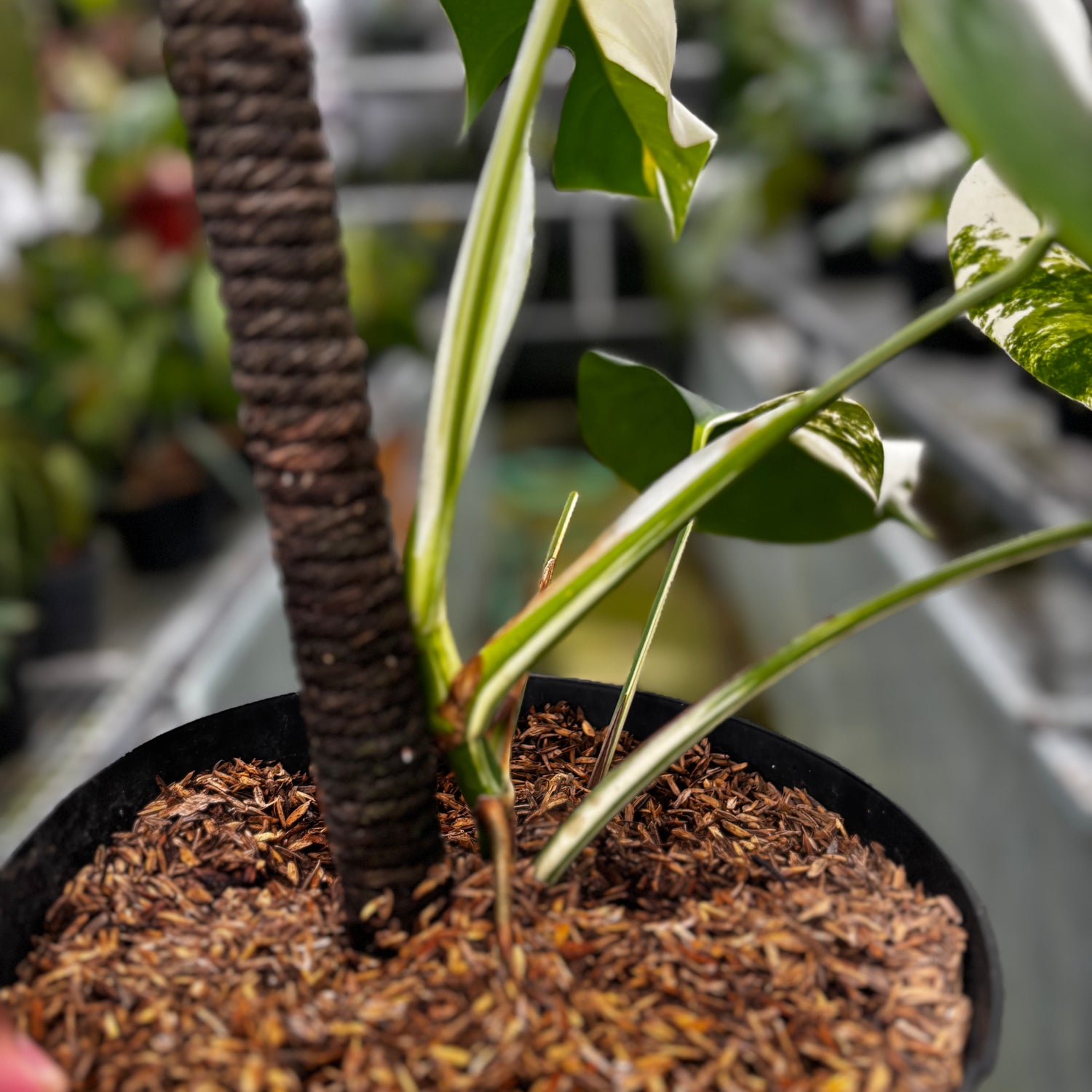 RP023-7	Monstera Albo Variegated