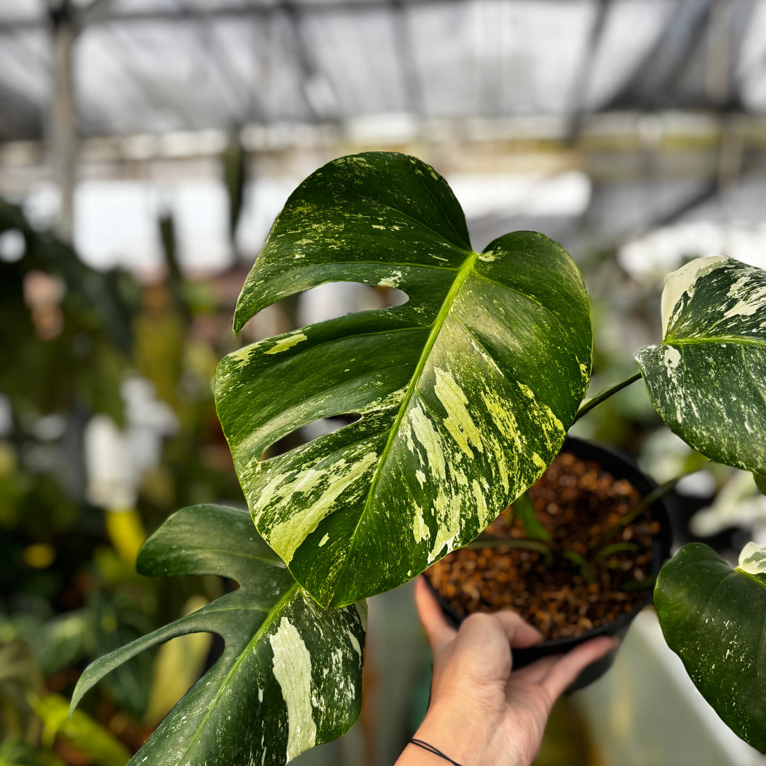 RP025-7	Monstera Albo Variegated