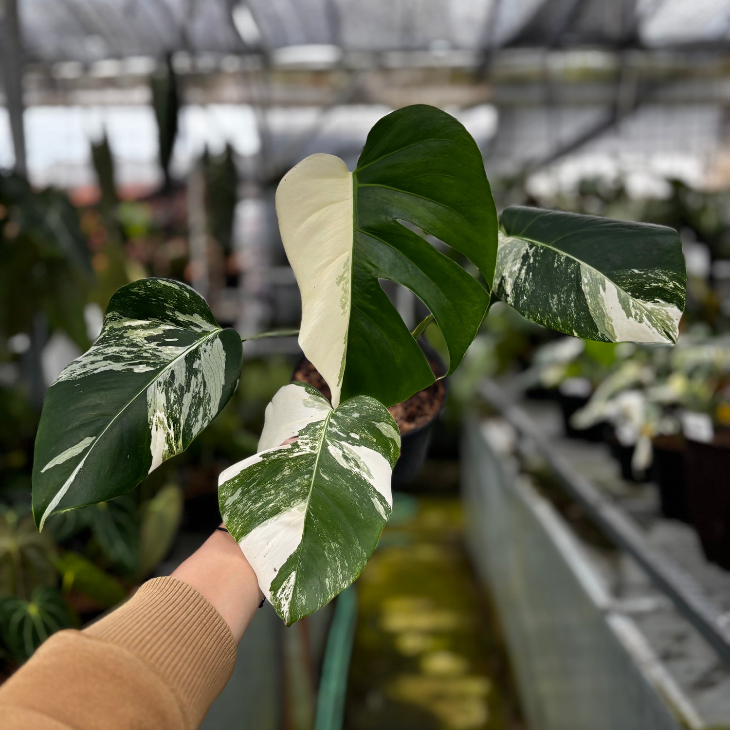 RP026-7	Monstera Albo Variegated